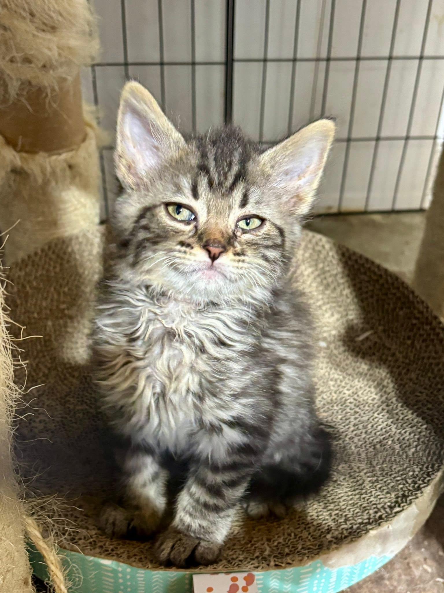 Enlarge Feta (The Cheese Litter), a Adopted mixed breed in Mattoon, IL image 1/3