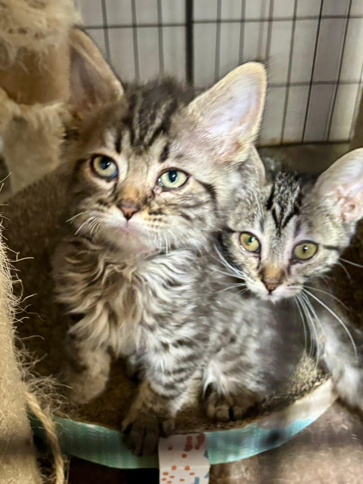 Enlarge Feta (The Cheese Litter), a Adopted mixed breed in Mattoon, IL image 2/3