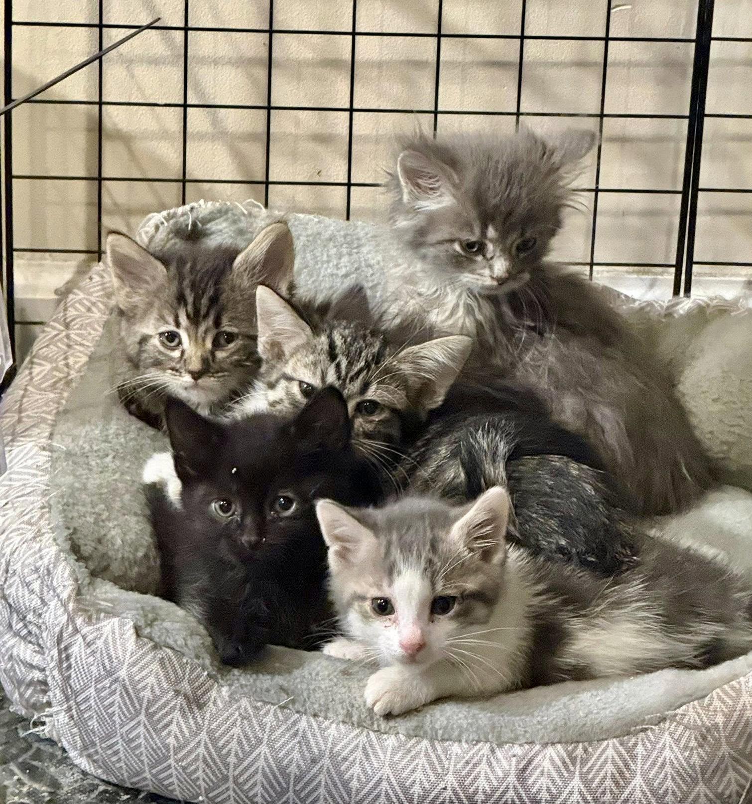 Enlarge Feta (The Cheese Litter), a Adopted mixed breed in Mattoon, IL image 3/3