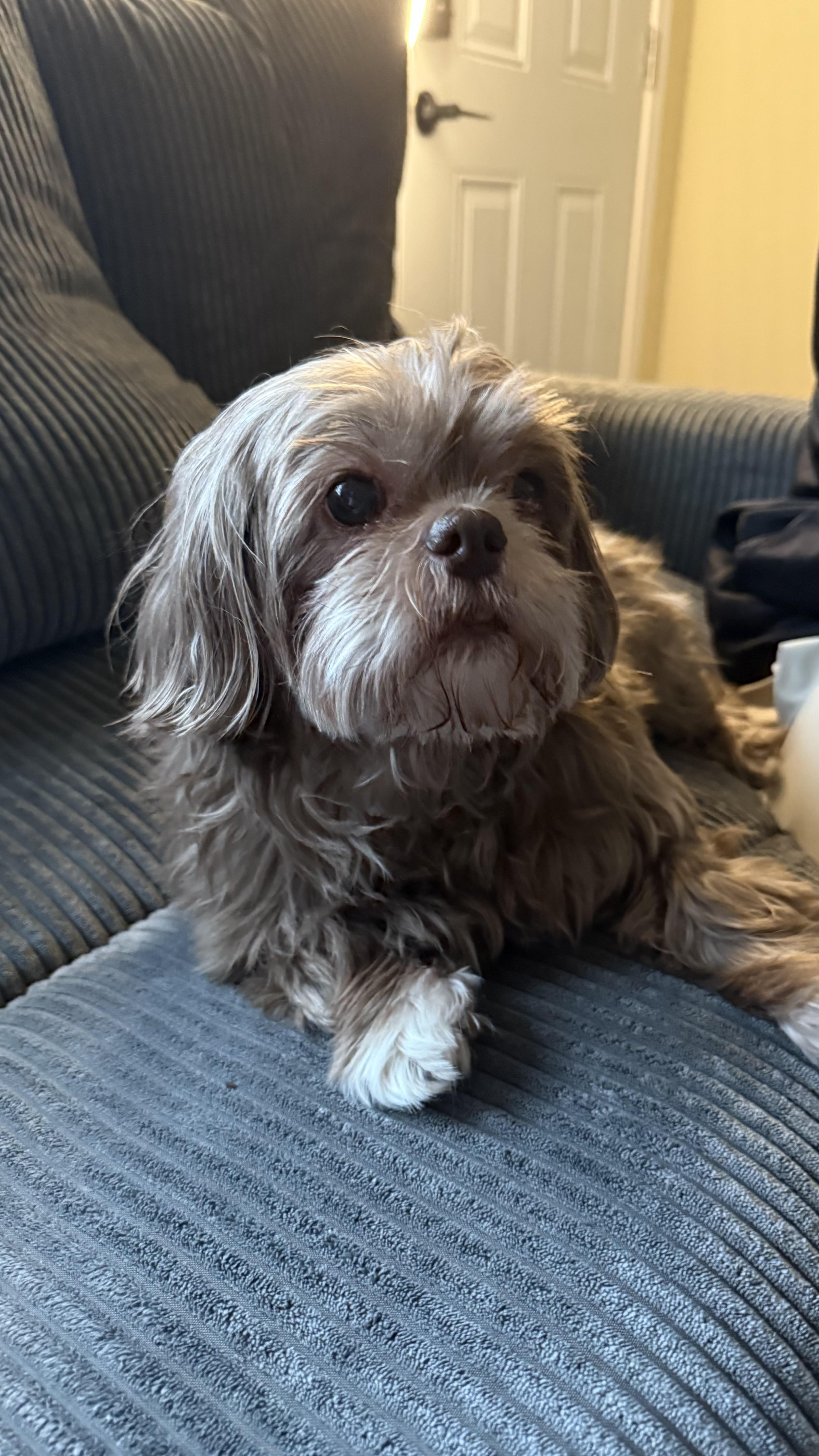 Coco, a ADOPTABLE Shih Tzu in East Lansing, MI image 5/6