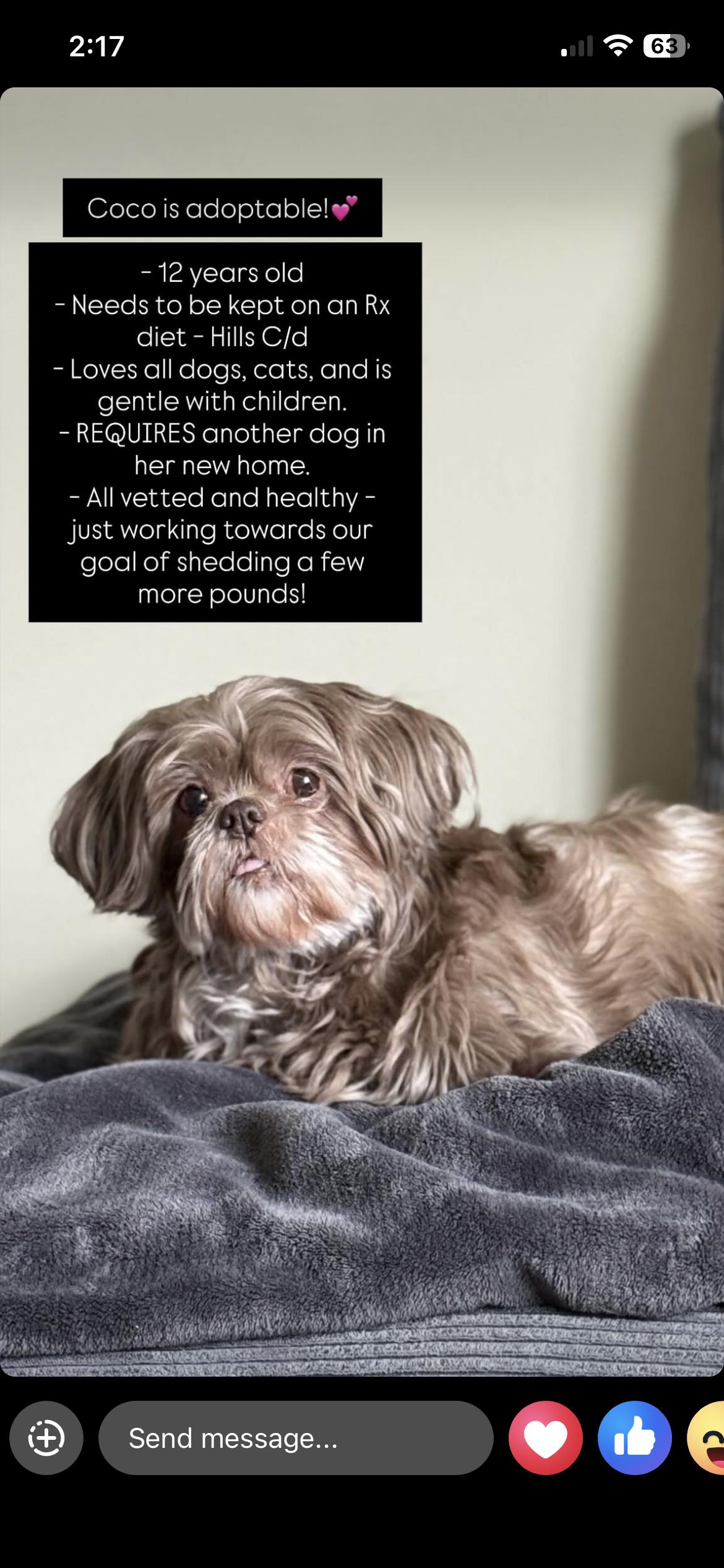 Coco, a ADOPTABLE Shih Tzu in East Lansing, MI image 4/6