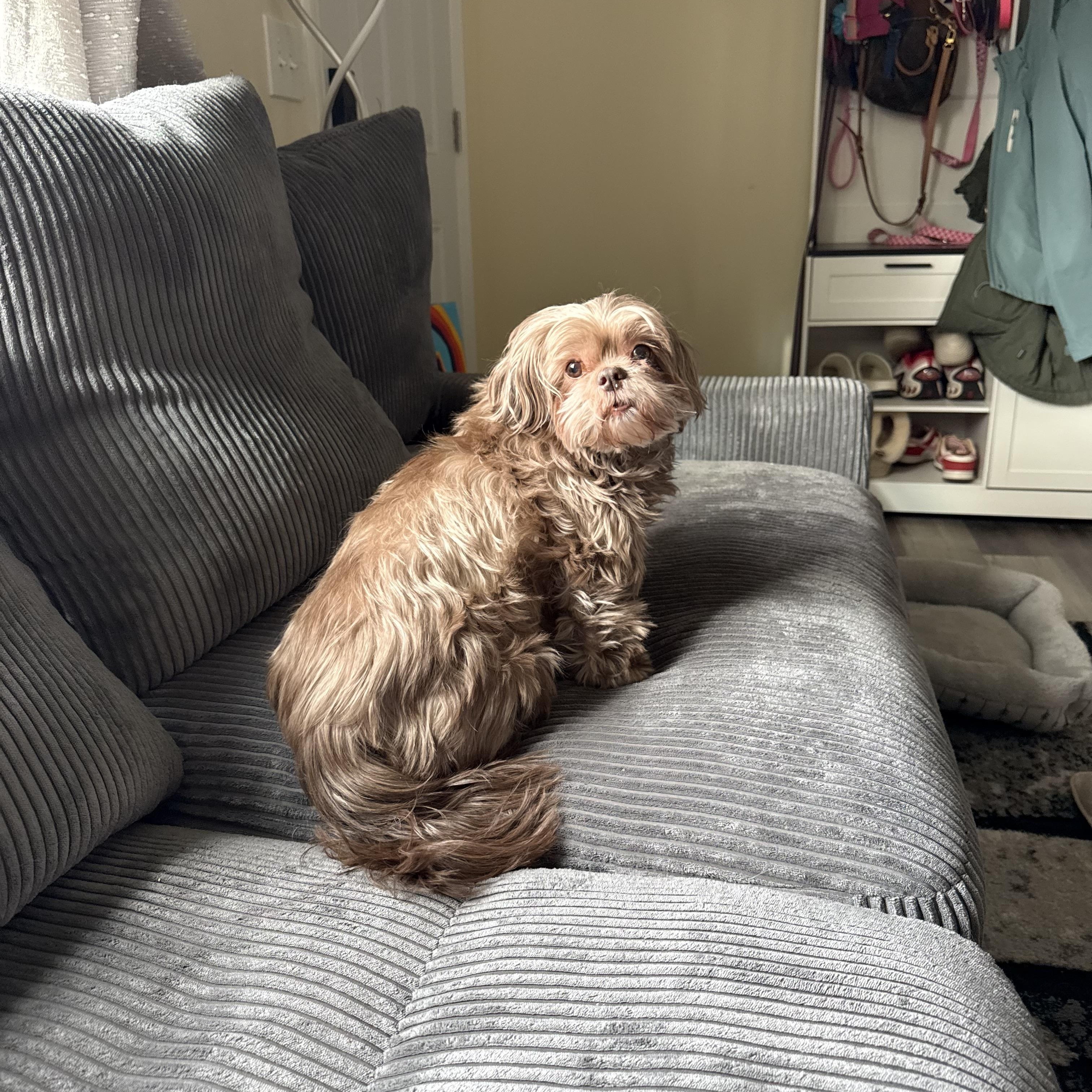 Coco, a ADOPTABLE Shih Tzu in East Lansing, MI image 3/6