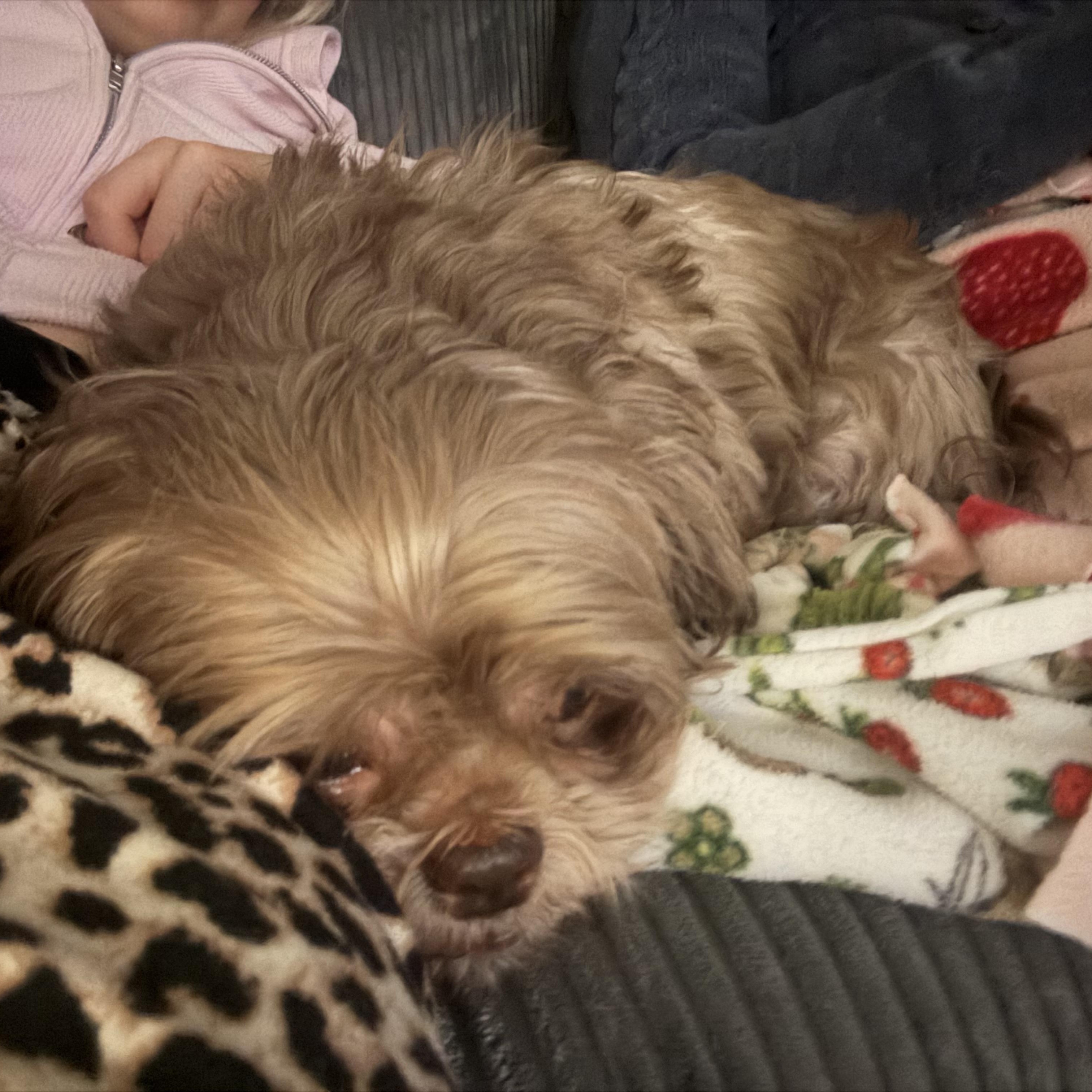 Coco, a ADOPTABLE Shih Tzu in East Lansing, MI image 6/6