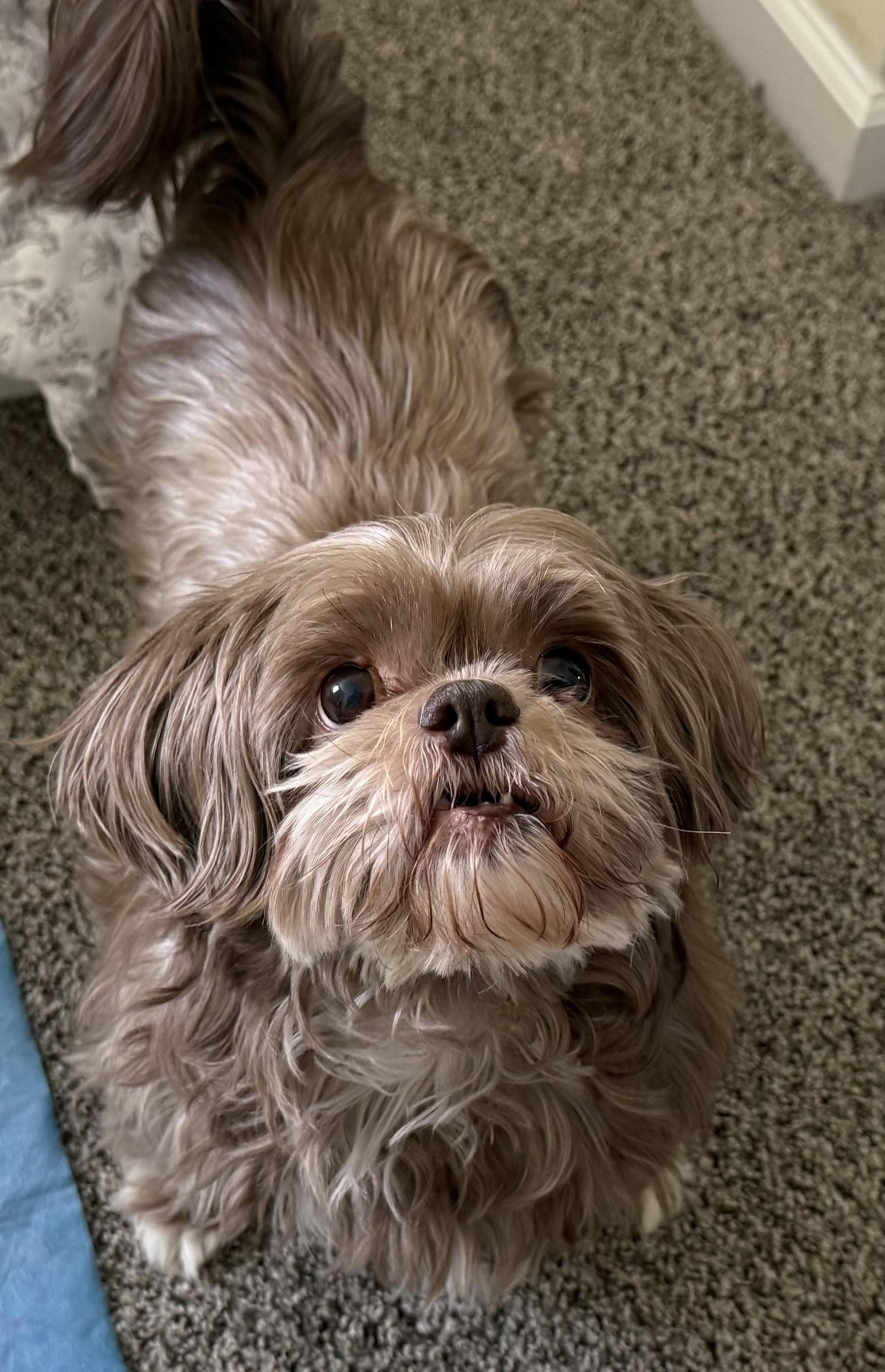 Coco, a ADOPTABLE Shih Tzu in East Lansing, MI image 2/6