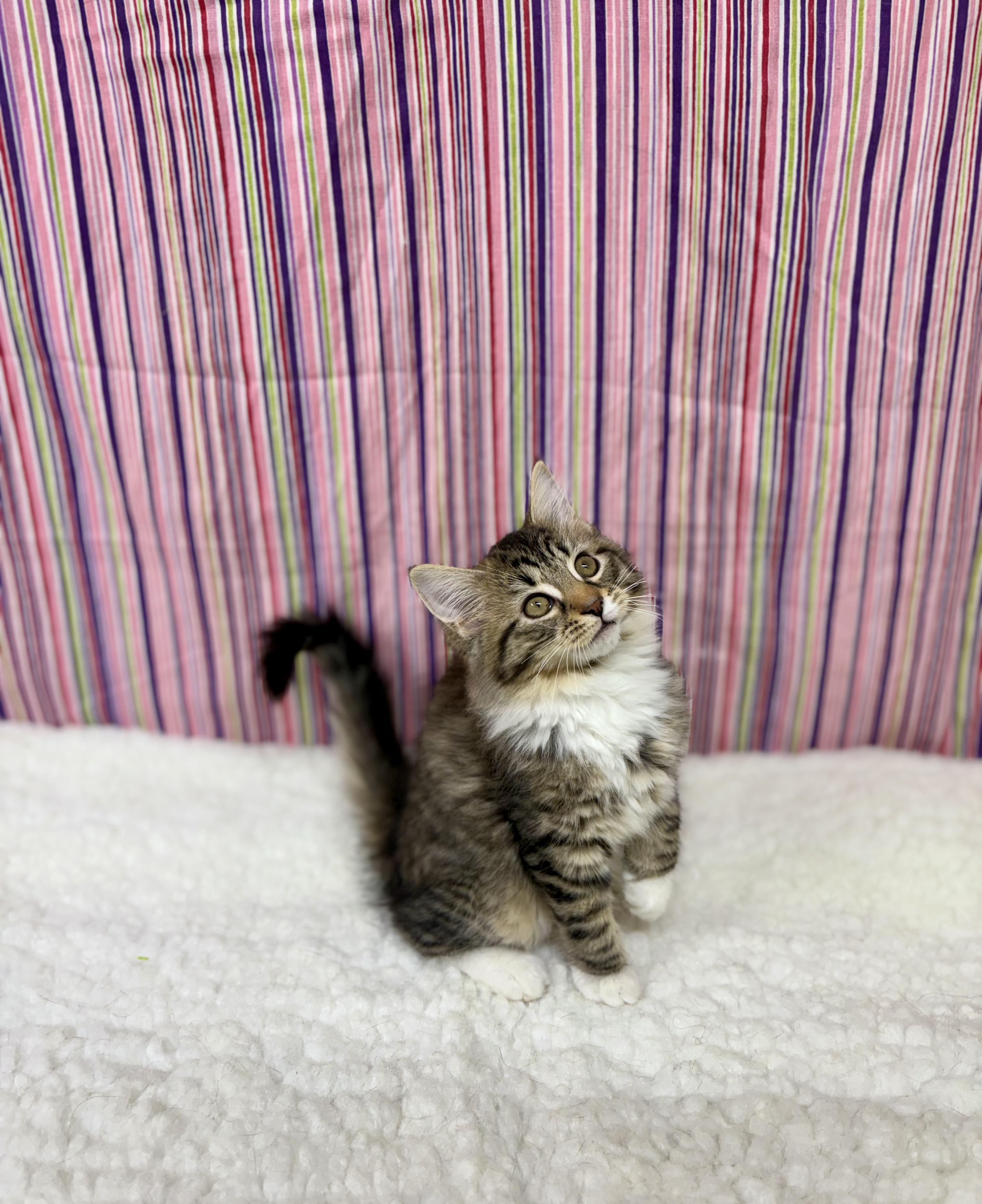 Puffin, adopted, Young Female Domestic Short Hair.