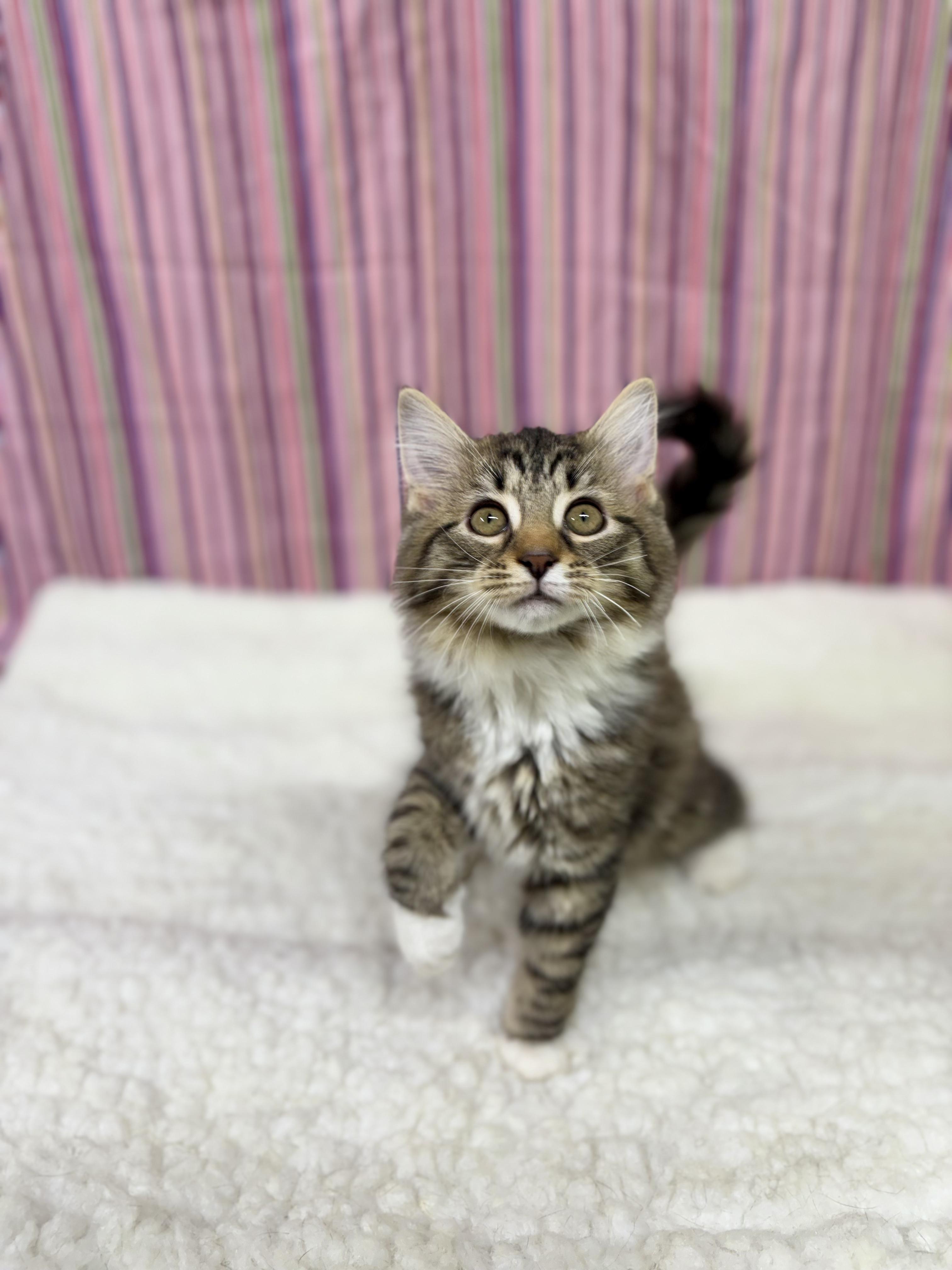 Enlarge Puffin, an adopted mixed breed in Upper Sandusky, OH image 3/3