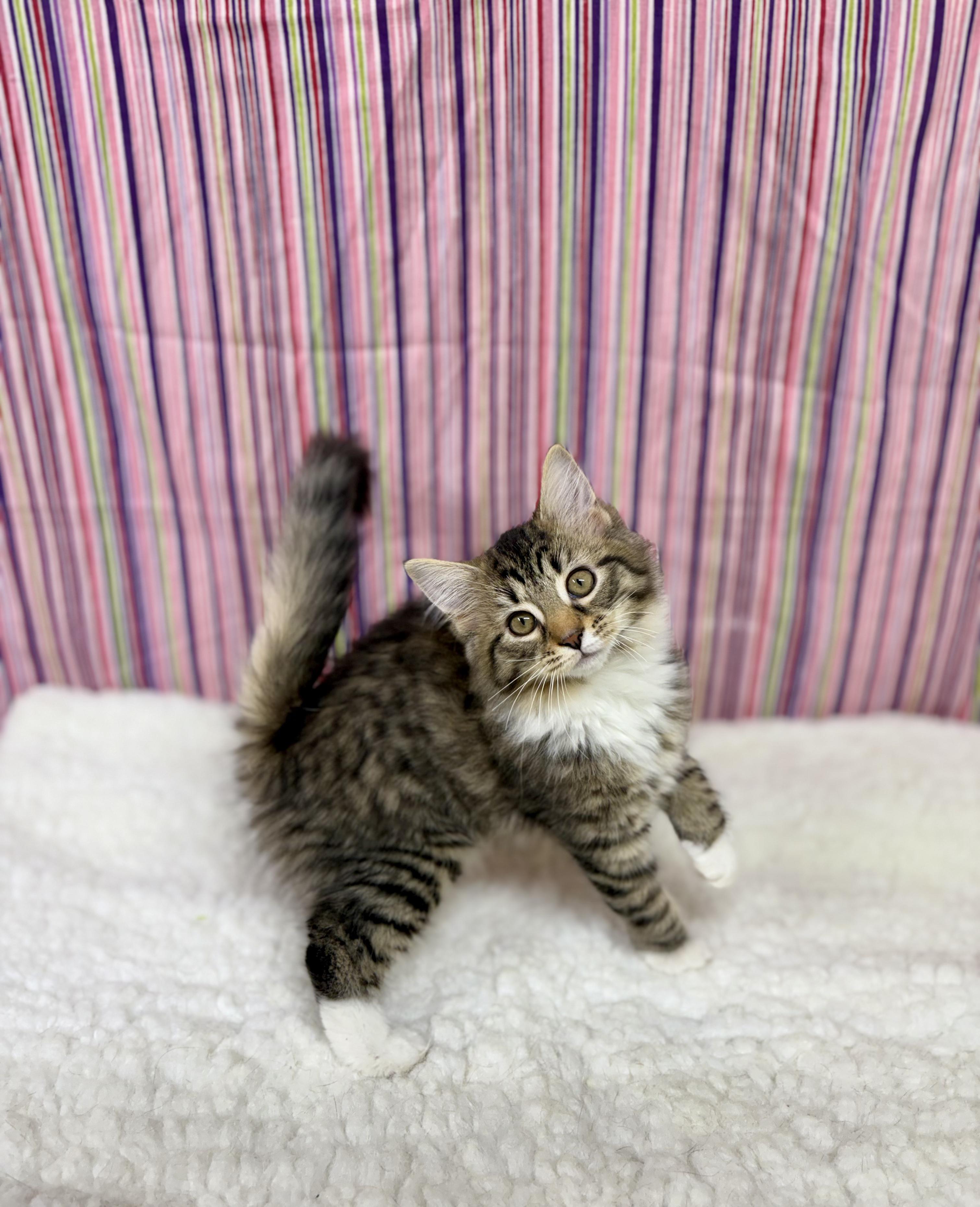 Enlarge Puffin, an adopted mixed breed in Upper Sandusky, OH image 2/3
