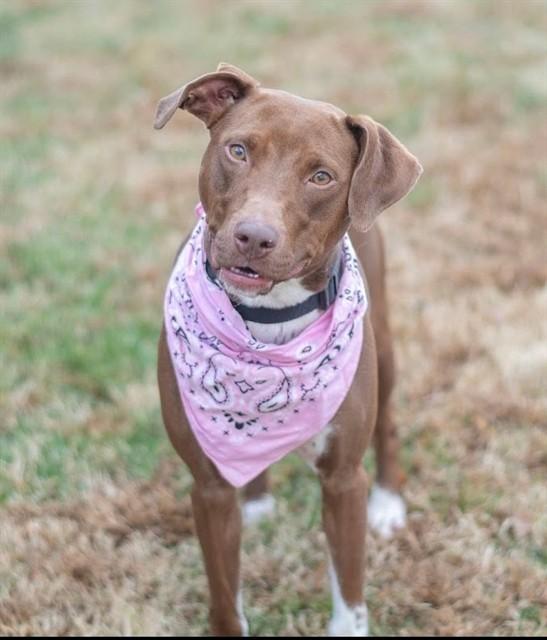 GINGER, Adoptable, Young Female Doberman Pinscher & Boxer.