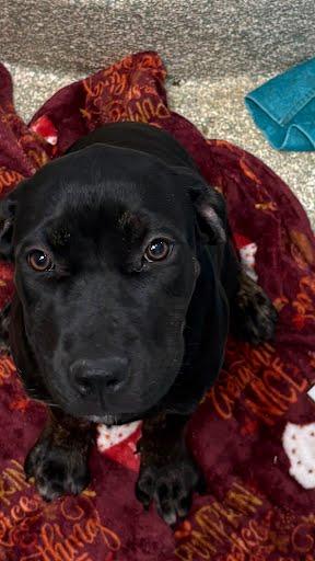 Lychee, Adoptable, Puppy Female Labrador Retriever & Mixed Breed.