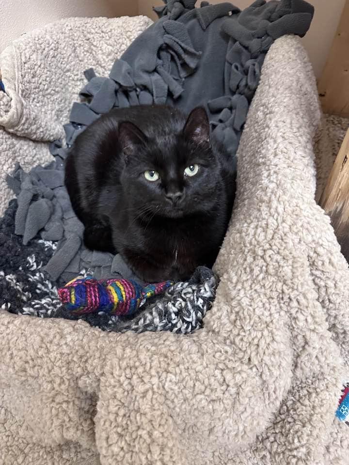 ARETHA, Adult Female Domestic Short Hair