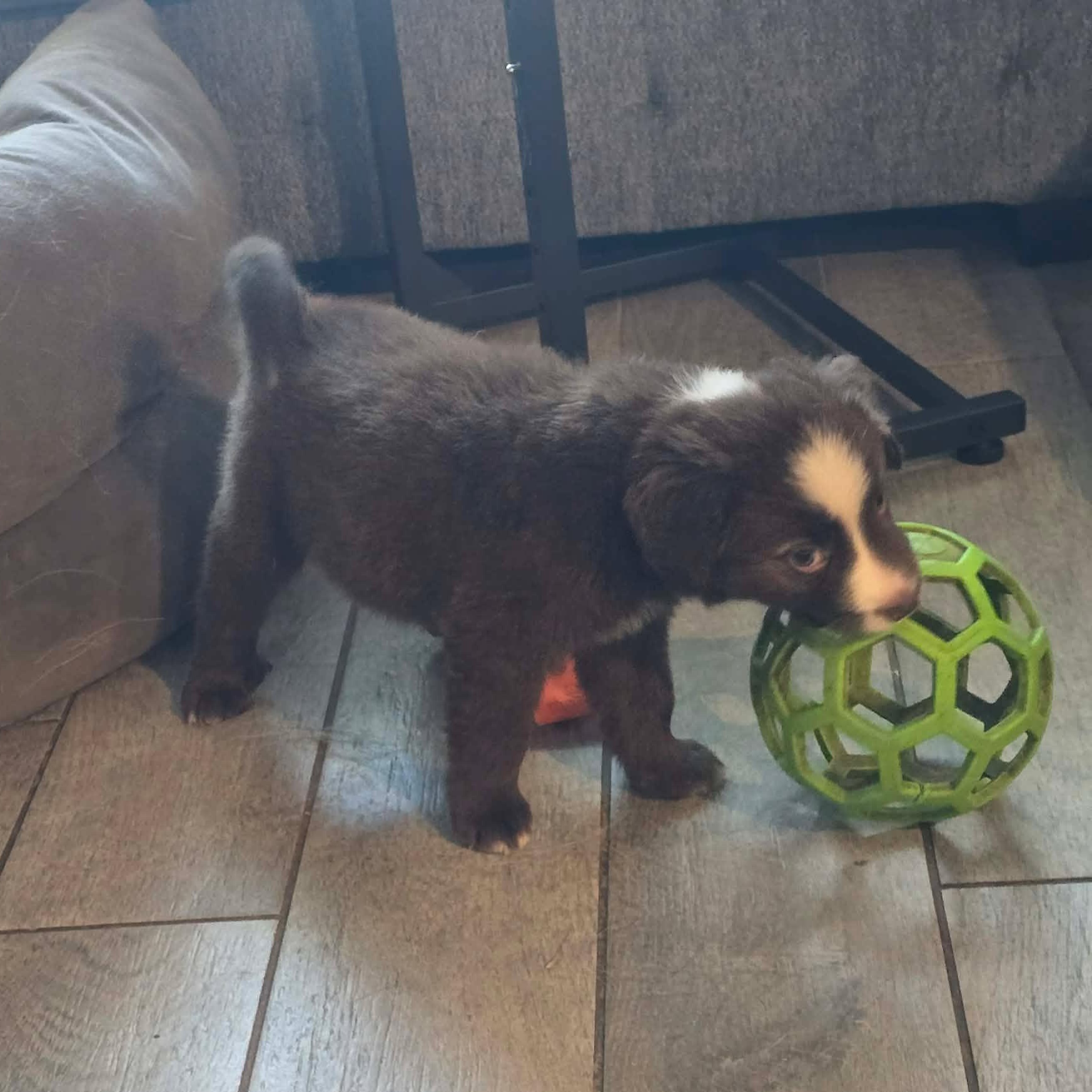 Gimli, an adopted Australian Shepherd in Justin, TX image 1/4