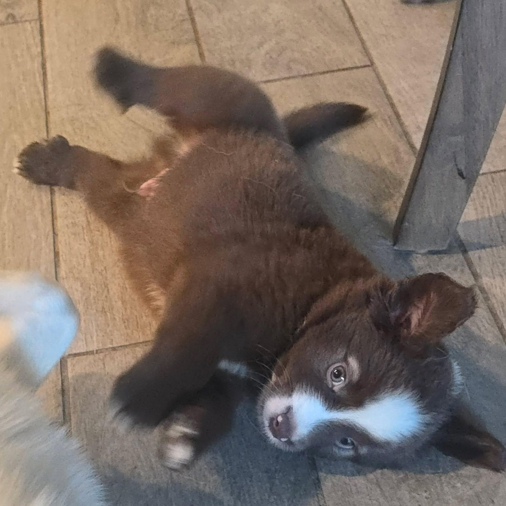 Gimli, an adopted Australian Shepherd in Justin, TX image 3/4