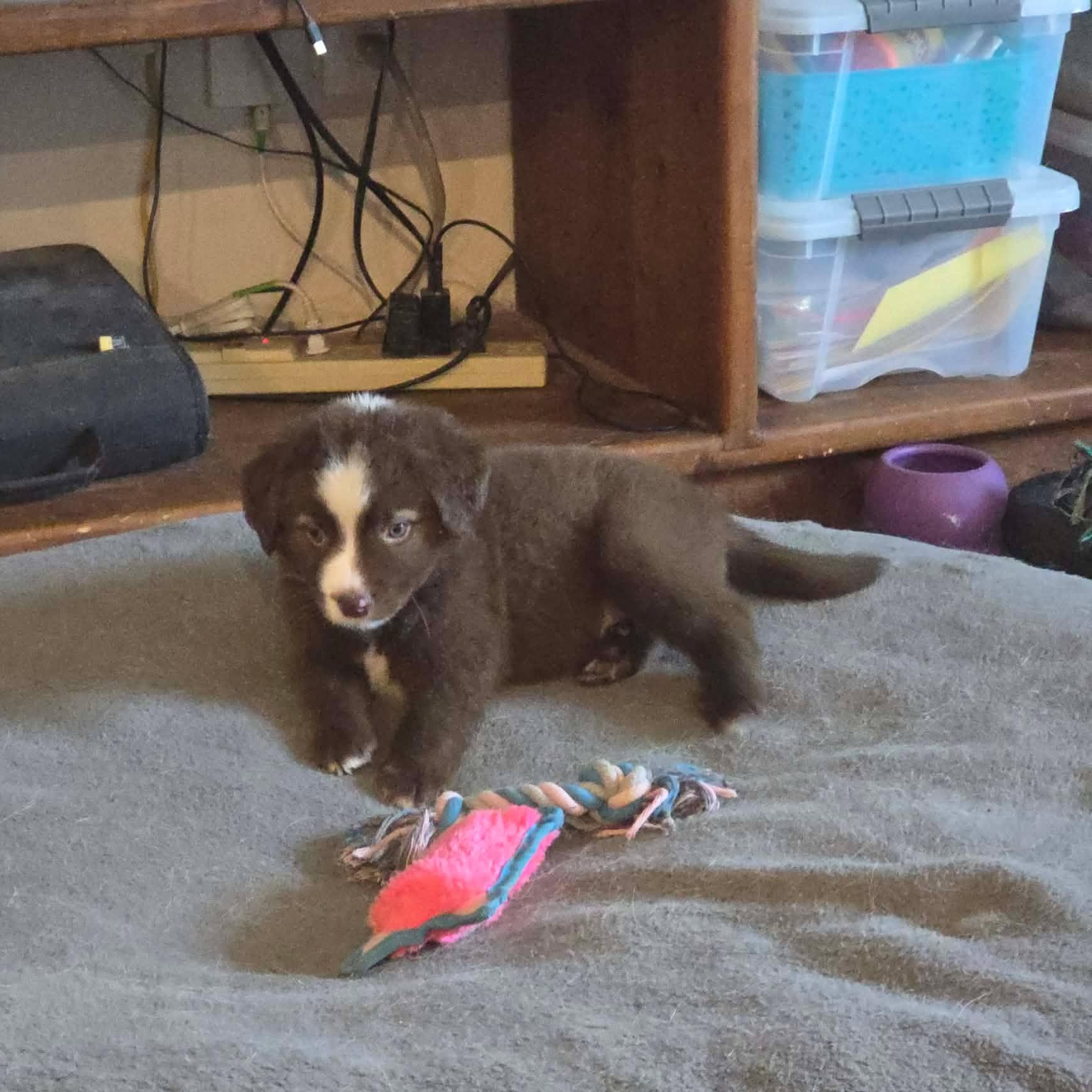 Gimli, an adopted Australian Shepherd in Justin, TX image 2/4