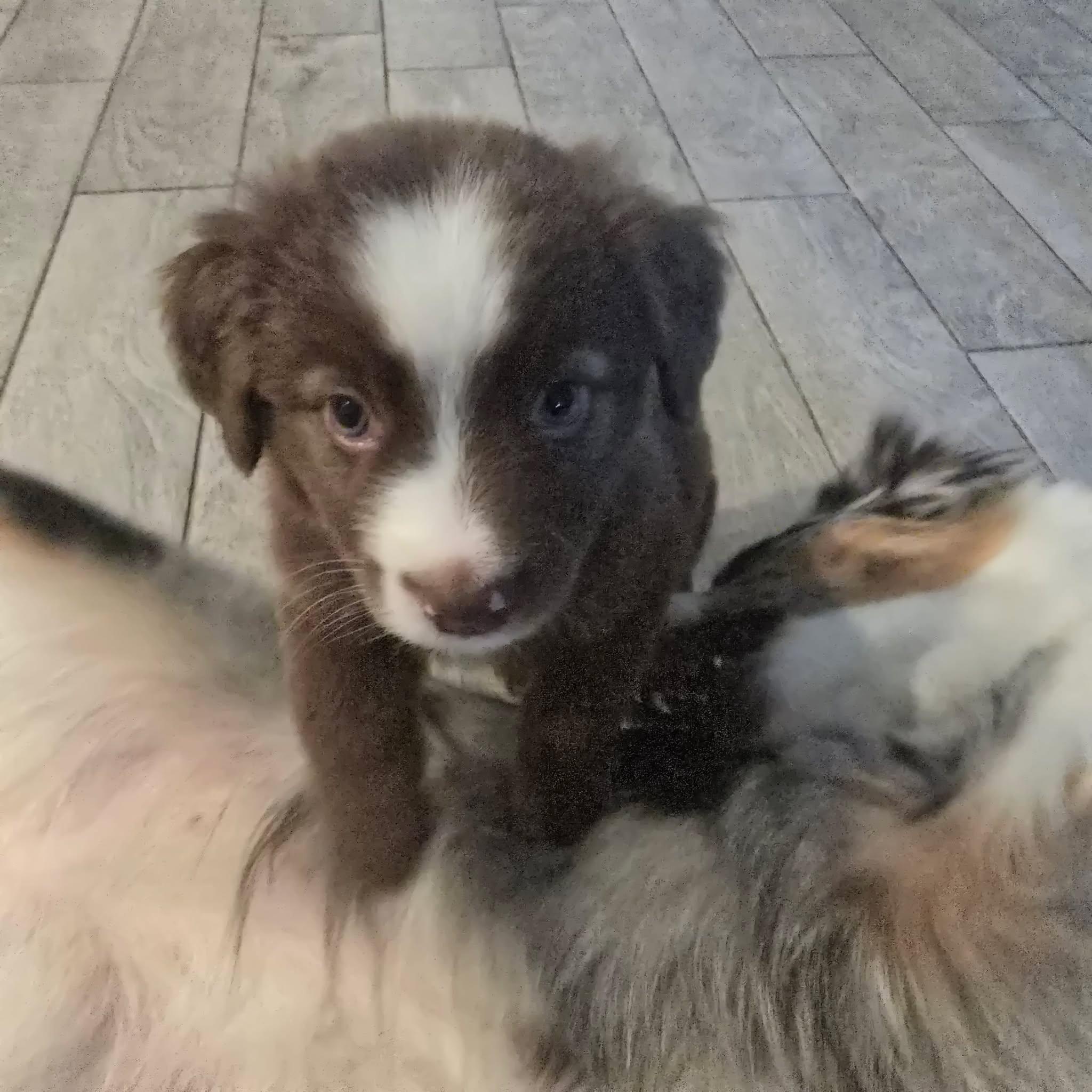 Gimli, an adopted Australian Shepherd in Justin, TX image 4/4