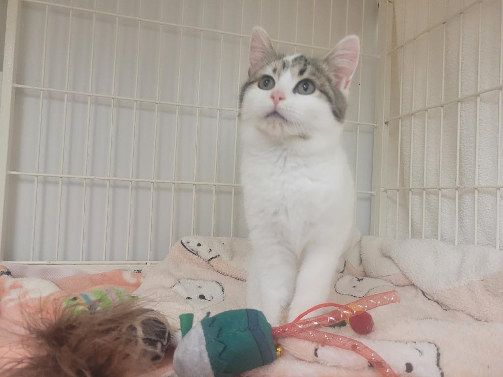 Gracie, Adoptable, Adult Female Domestic Short Hair.