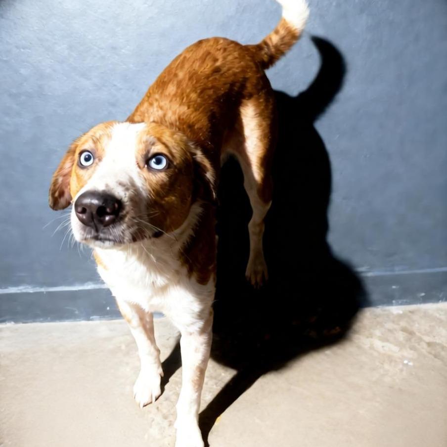 Xavier, Adoptable, Puppy Male Hound & Australian Shepherd.