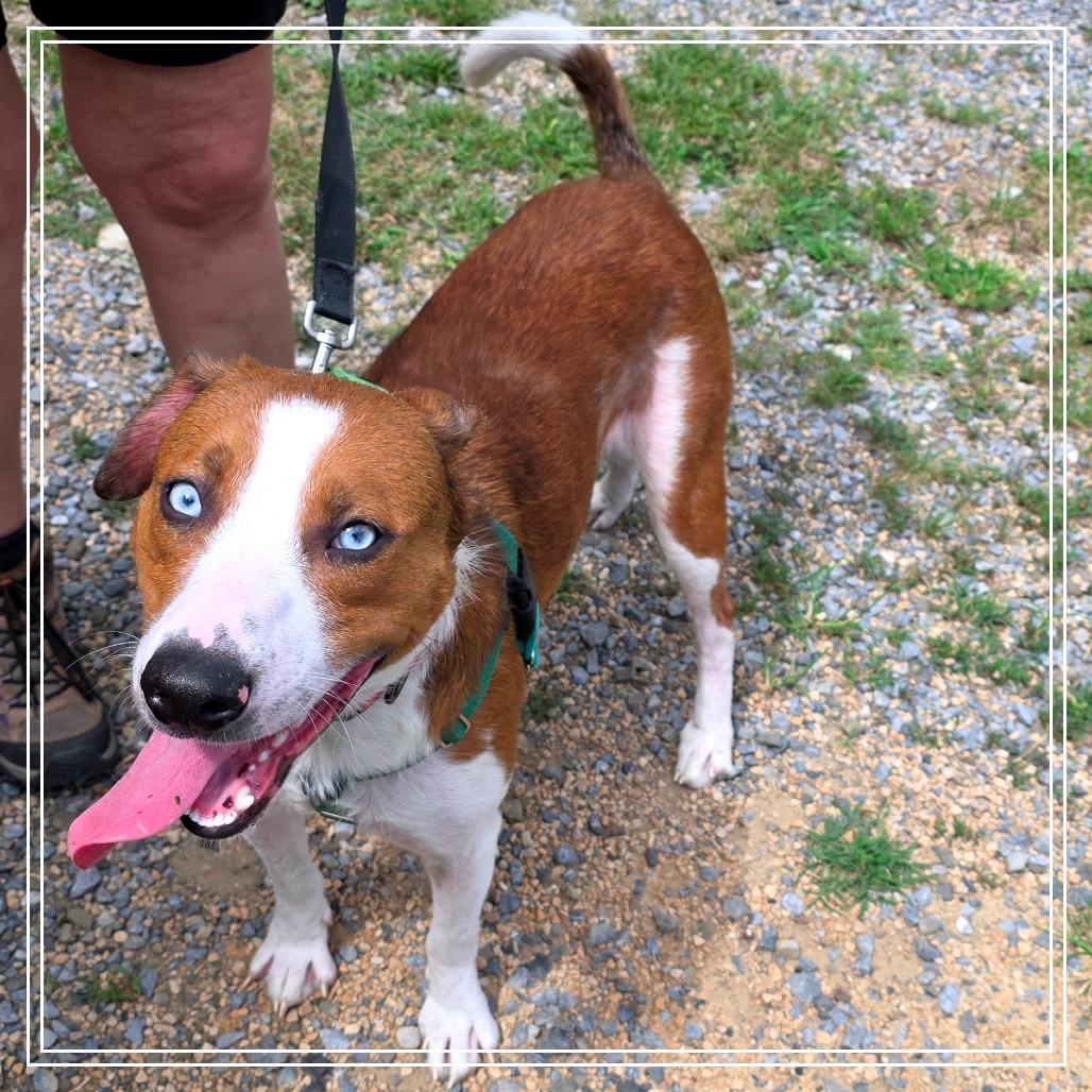 Enlarge Xavier, a Adoptable mixed breed in Berkeley Springs, WV image 2/2