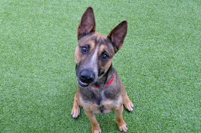 JANIE, Adoptable, Adult Female Australian Cattle Dog / Blue Heeler & Mixed Breed.