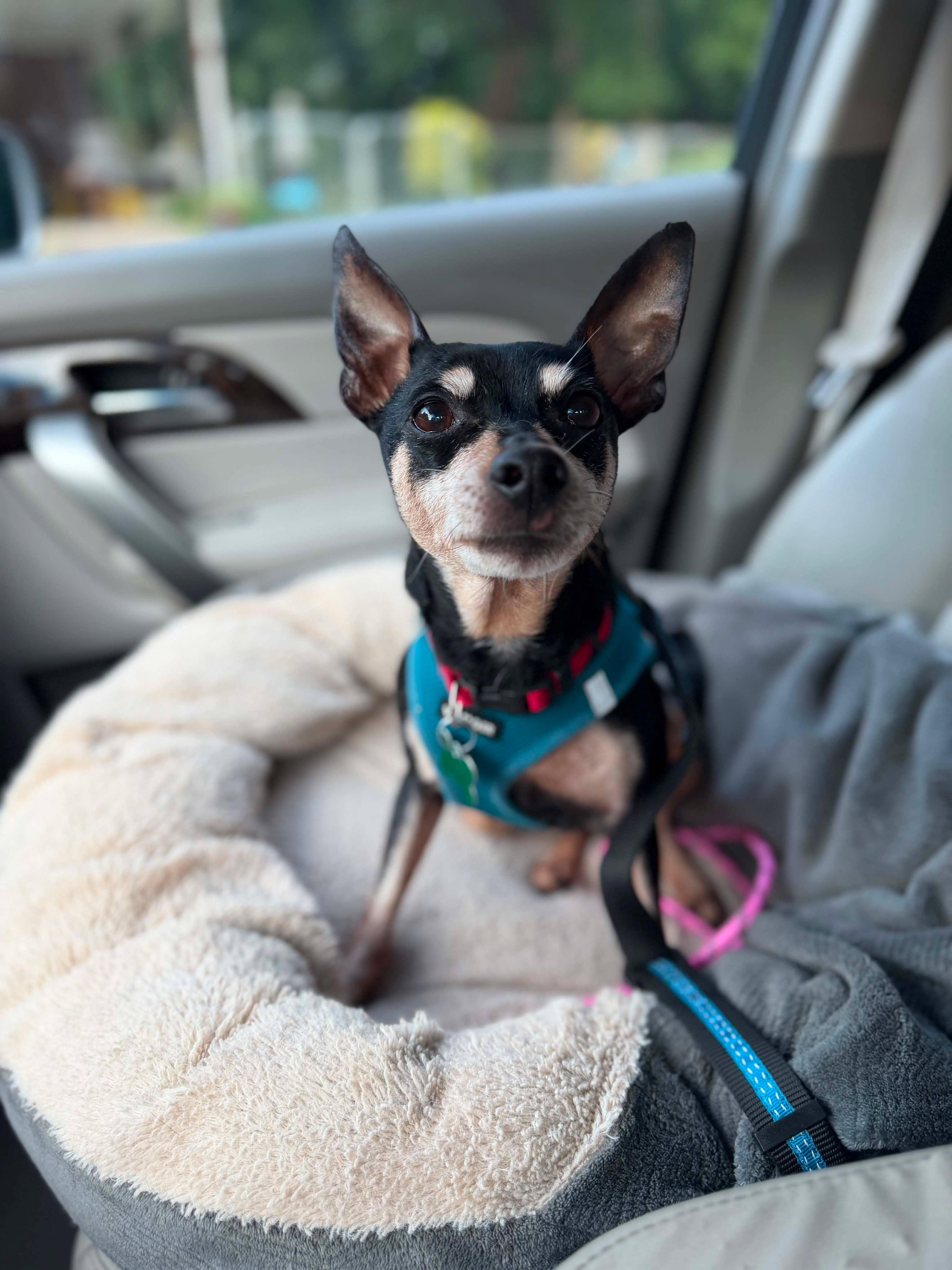Mitzy, ADOPTABLE, Senior Female Miniature Pinscher & Chihuahua.