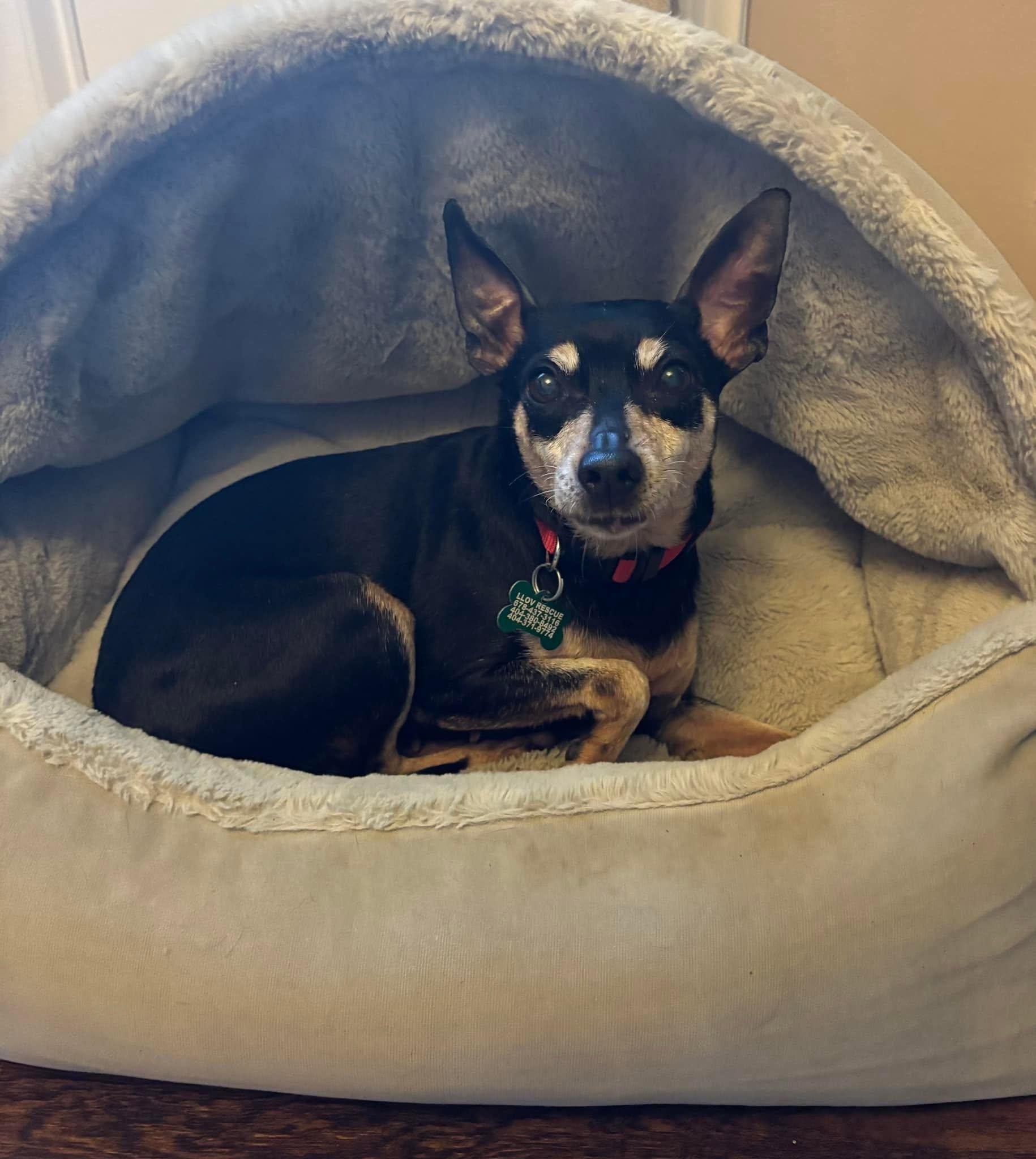 Enlarge Mitzy, a ADOPTABLE mixed breed in East Point, GA image 3/3