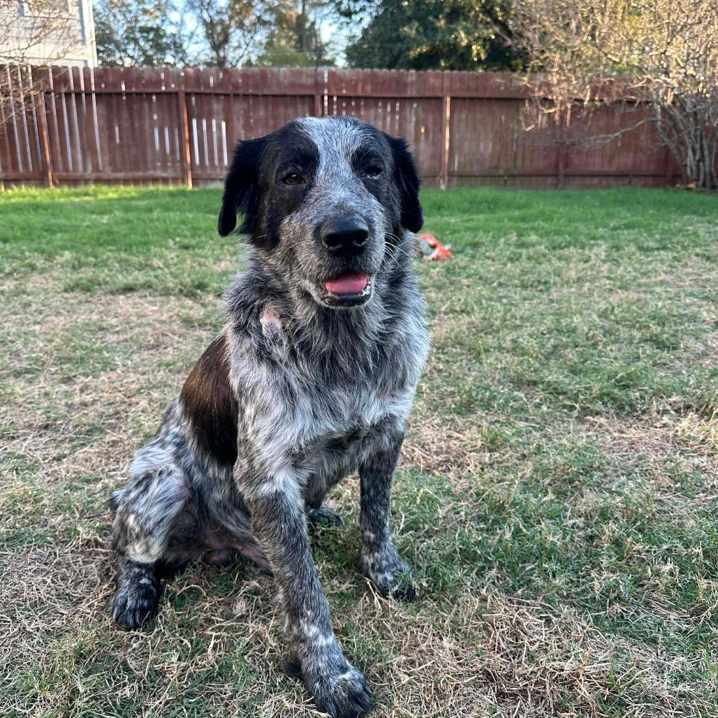 Enlarge Romeo, a Adoptable mixed breed in Houston, TX image 1/1