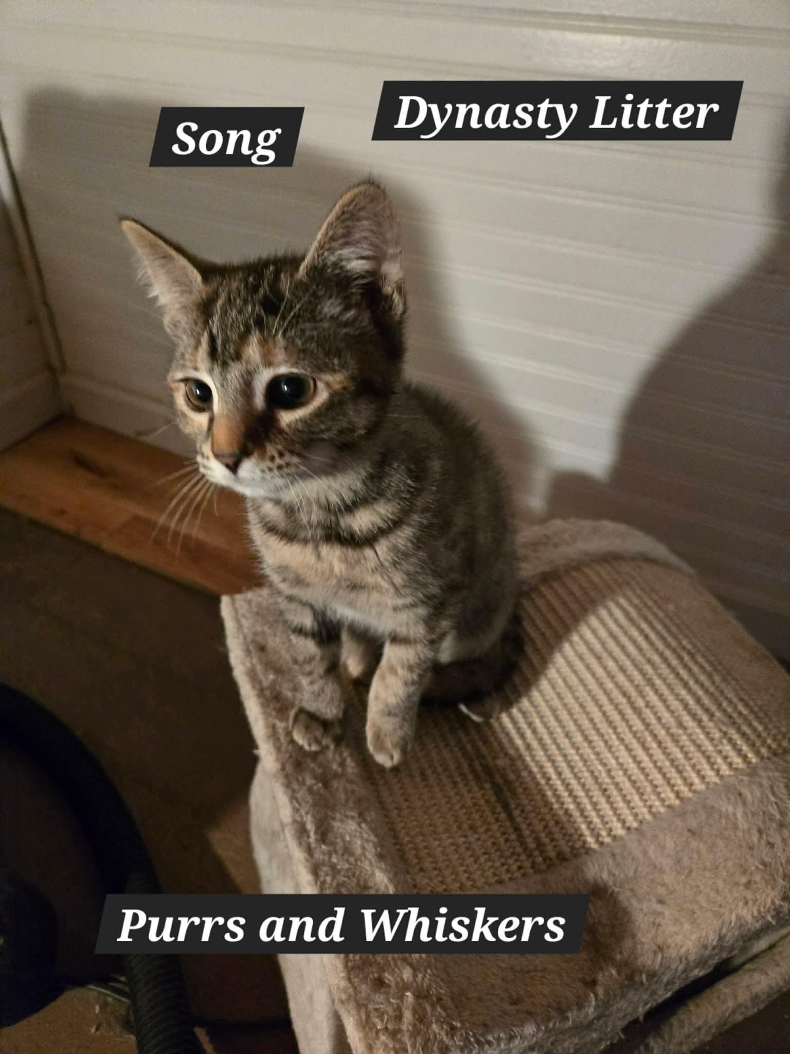 Song, Adoptable, Kitten Female Domestic Short Hair.