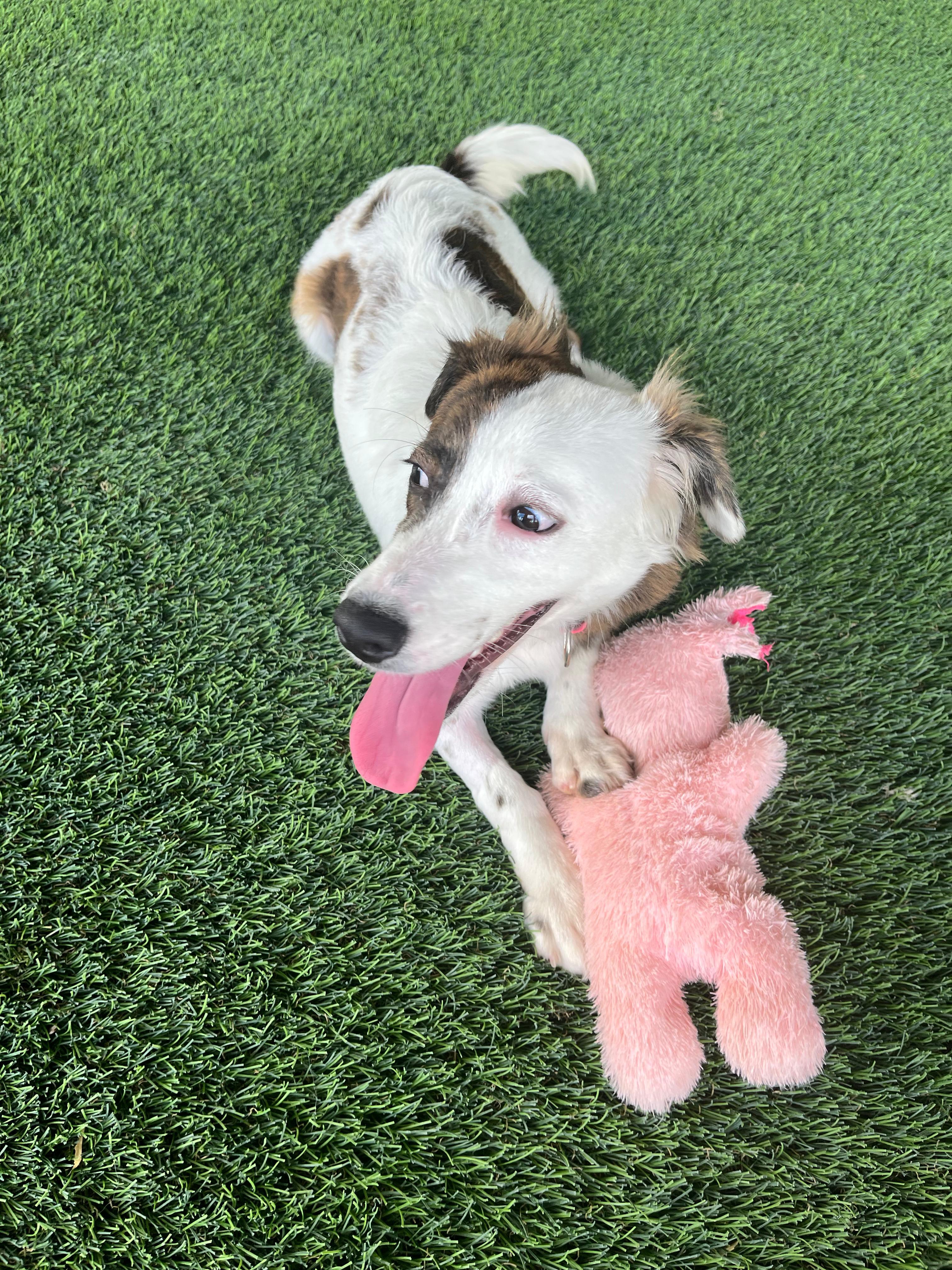 Enlarge Marjorie, a Adoptable mixed breed in Brooklyn, NY image 4/4