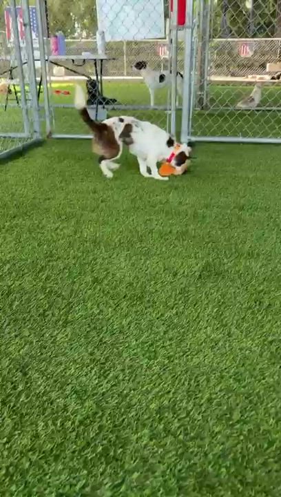 Enlarge Marjorie, a Adoptable mixed breed in Brooklyn, NY video 2/4