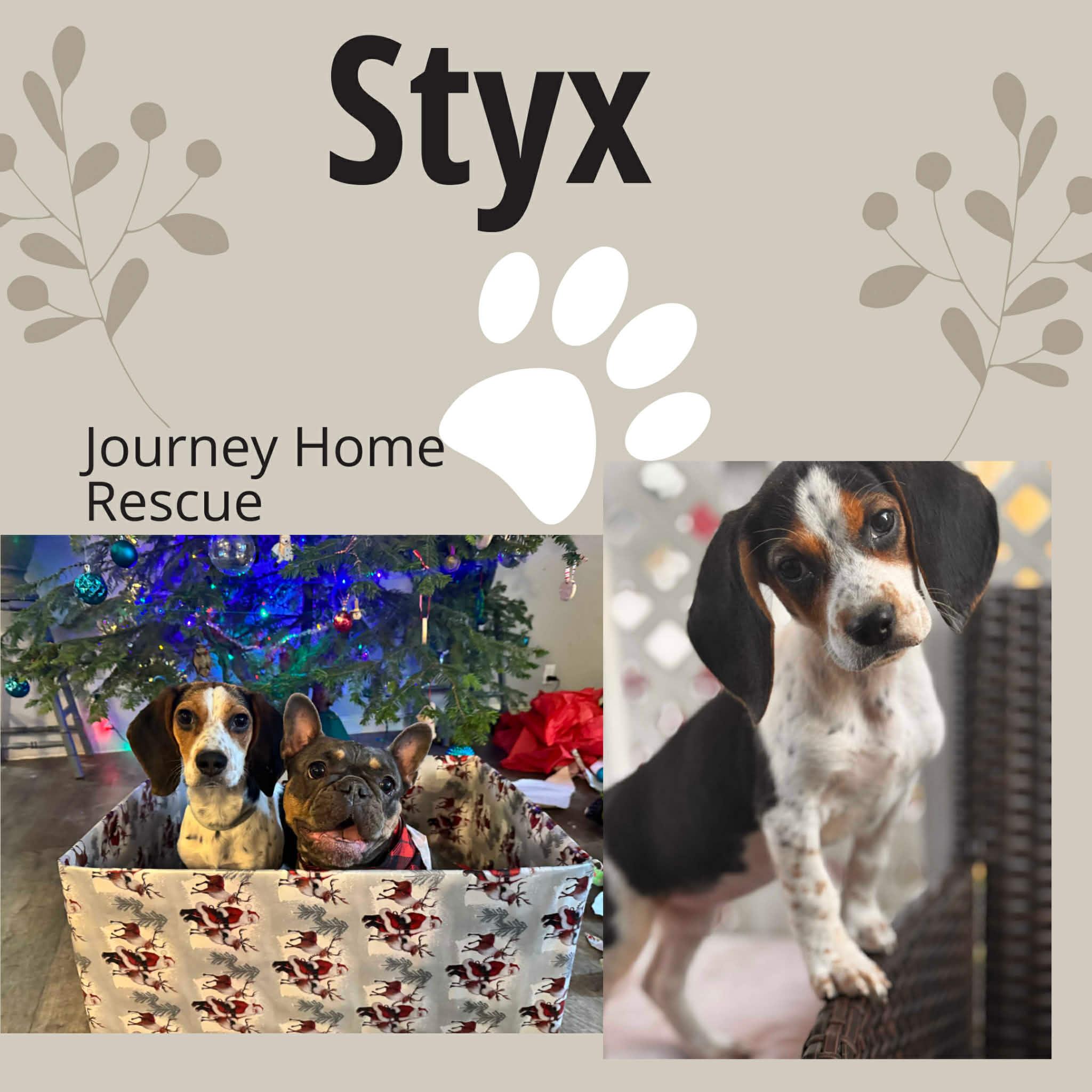 Enlarge Styx, a ADOPTABLE Beagle in East Wenatchee, WA image 1/1