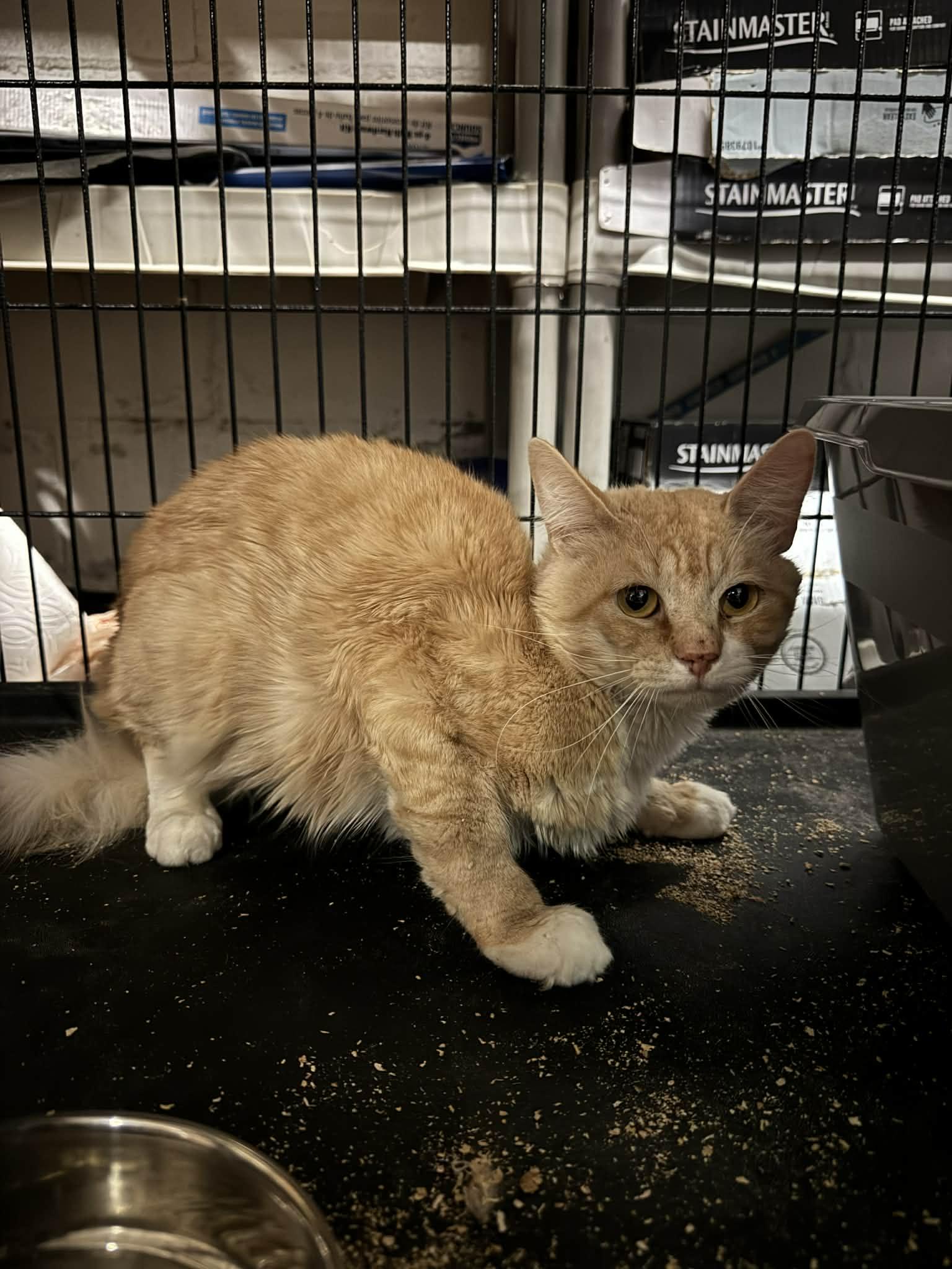 Esshh, Adoptable, Young Female Domestic Medium Hair.