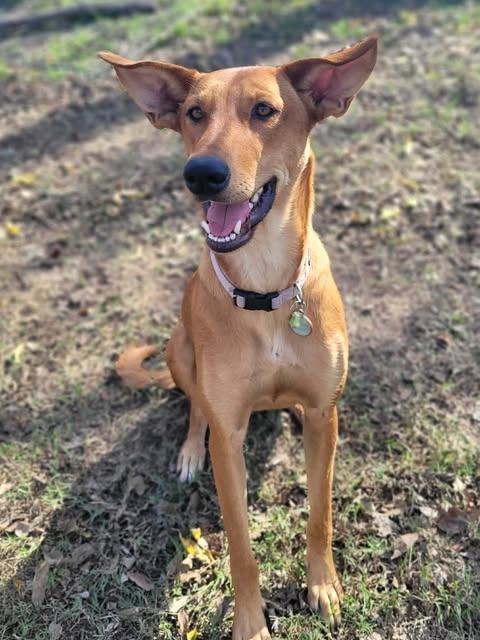 Matcha, Adoptable, Adult Female Rhodesian Ridgeback.