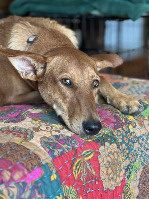 Enlarge Matcha, a Adoptable Rhodesian Ridgeback in Vernon, CT image 2/6