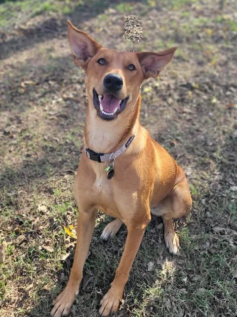 Enlarge Matcha, a Adoptable Rhodesian Ridgeback in Vernon, CT image 3/6