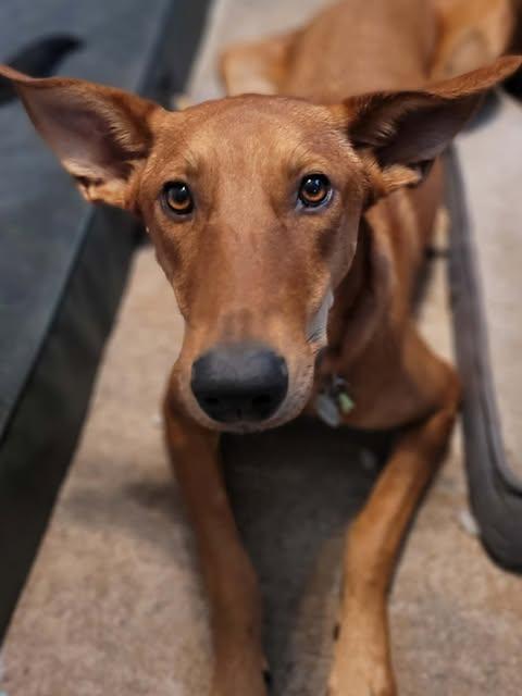 Enlarge Matcha, a Adoptable Rhodesian Ridgeback in Vernon, CT image 4/6