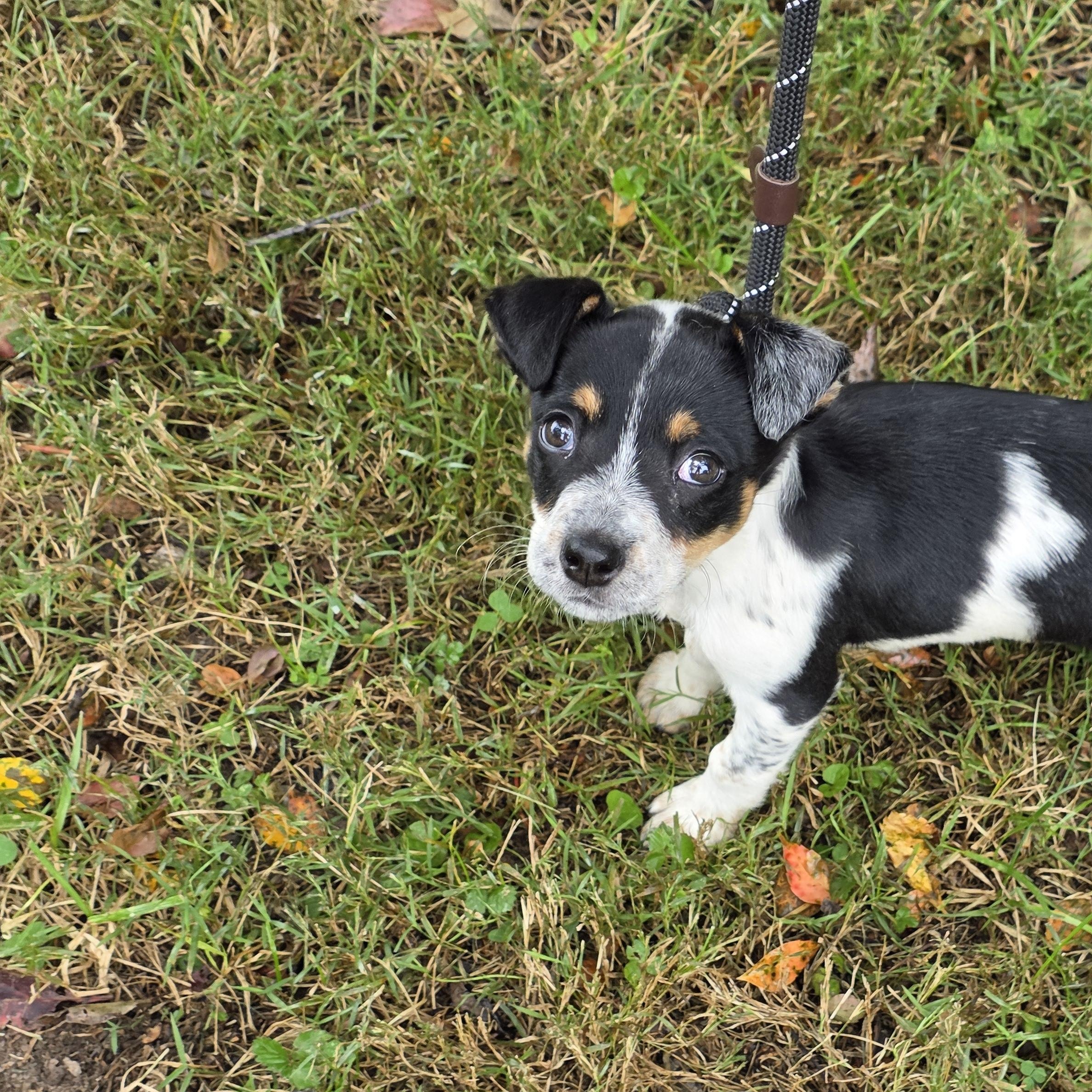 Enlarge Harley, a Adoptable Mixed Breed in Greensboro, NC image 4/6