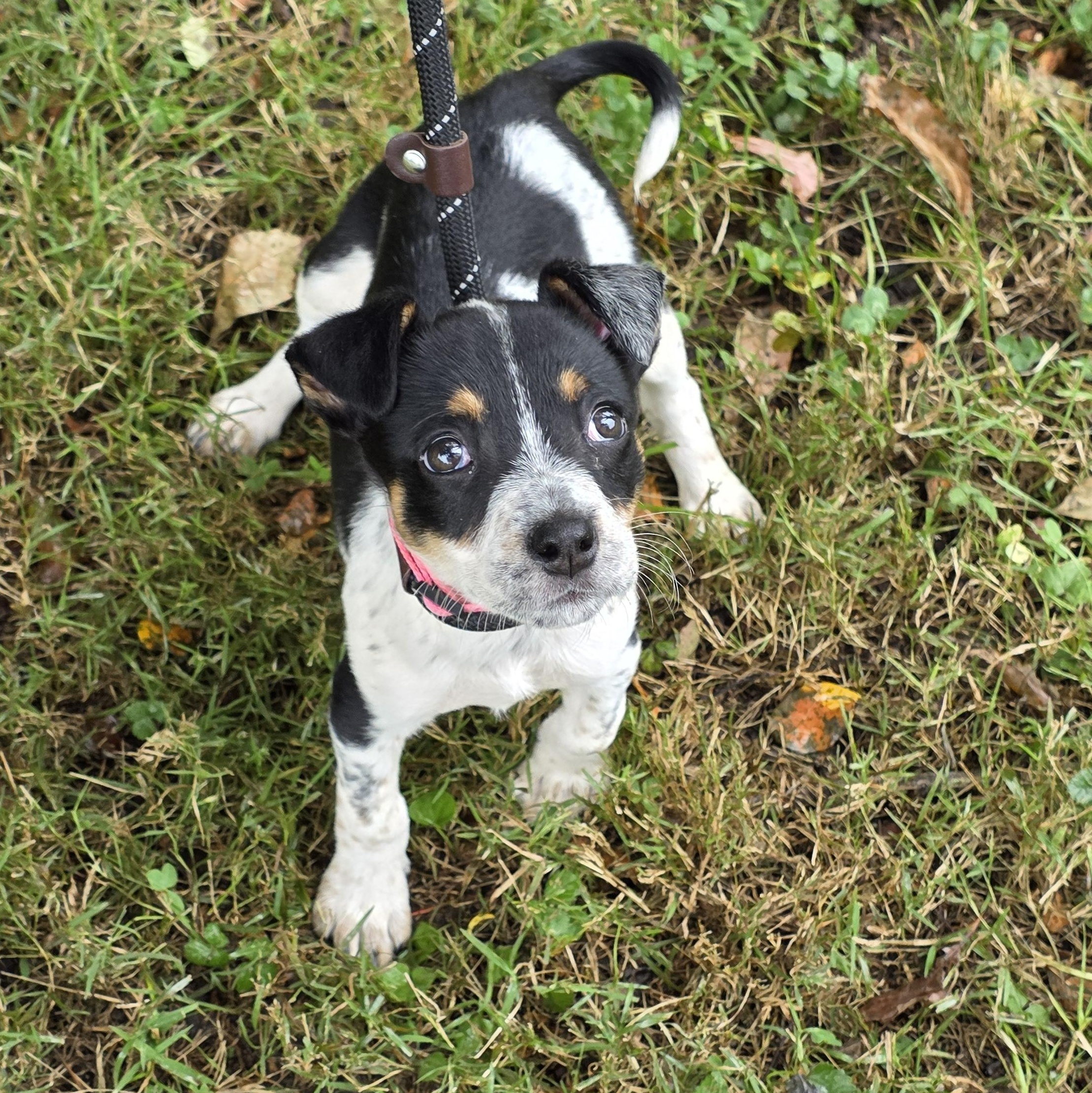 Enlarge Harley, a Adoptable Mixed Breed in Greensboro, NC image 3/6