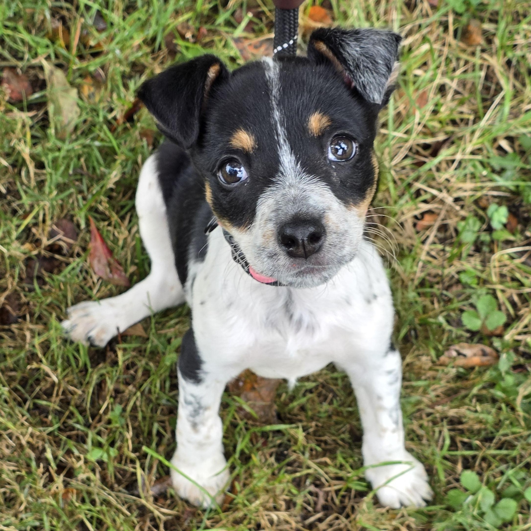 Harley, Adoptable, Young Female Mixed Breed.
