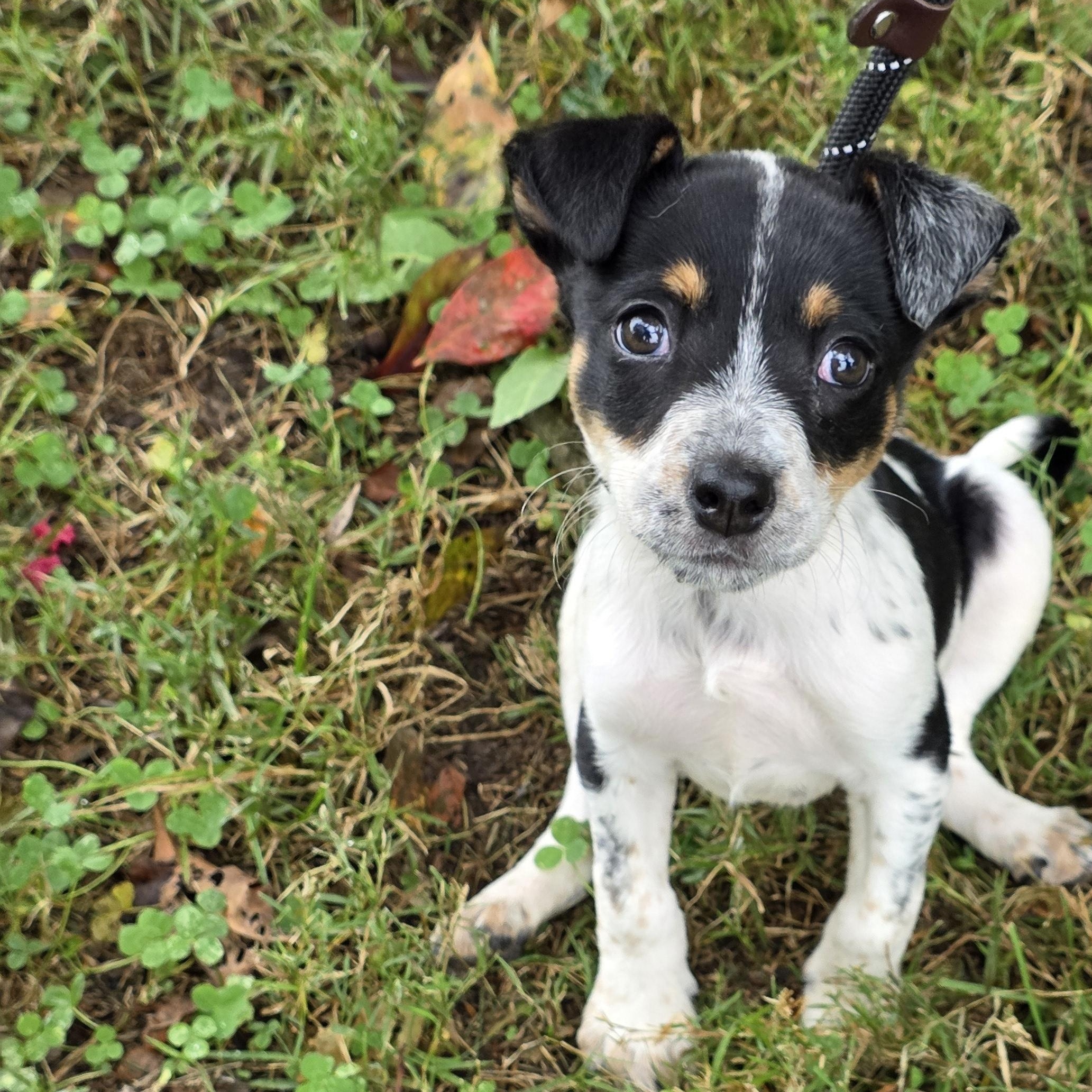 Enlarge Harley, a Adoptable Mixed Breed in Greensboro, NC image 6/6