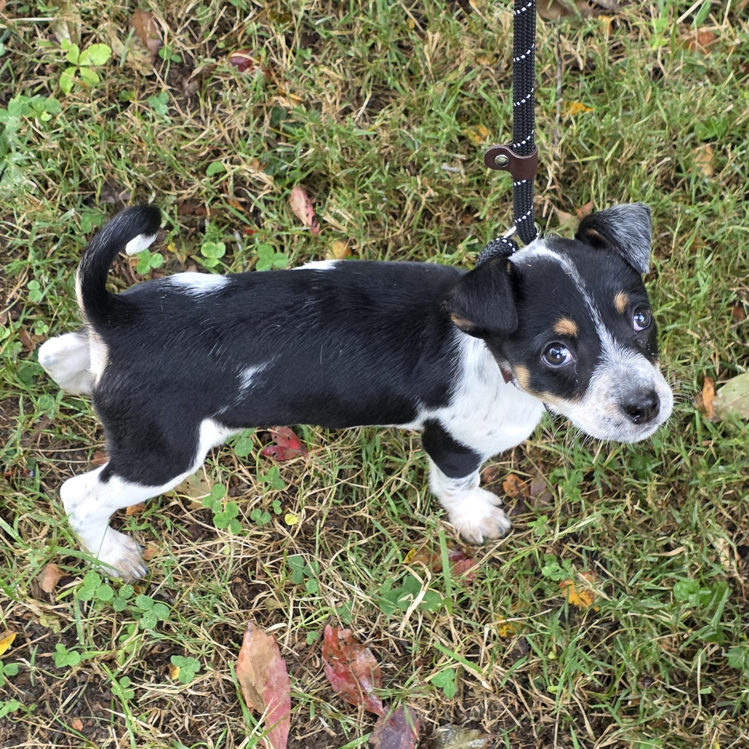 Enlarge Harley, a Adoptable Mixed Breed in Greensboro, NC image 2/6