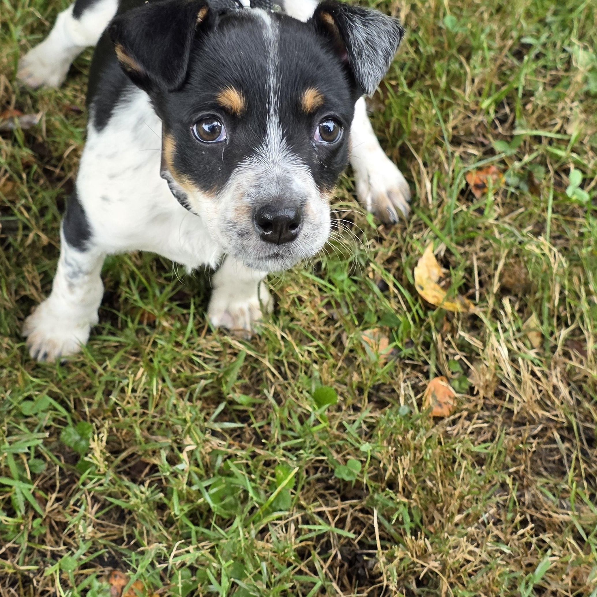 Enlarge Harley, a Adoptable Mixed Breed in Greensboro, NC image 5/6