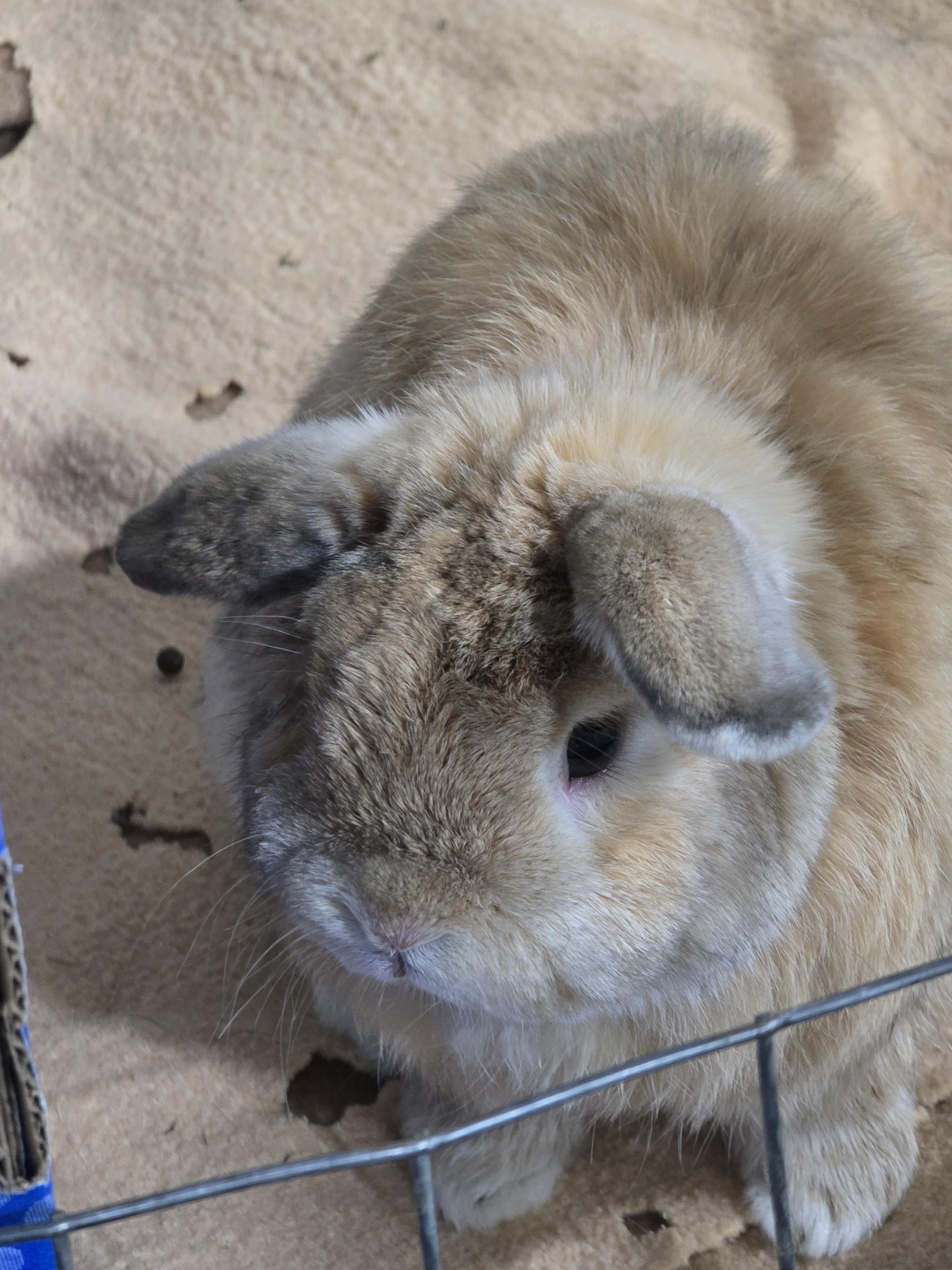 Mack, ADOPTABLE, Adult Male Mini Lop.