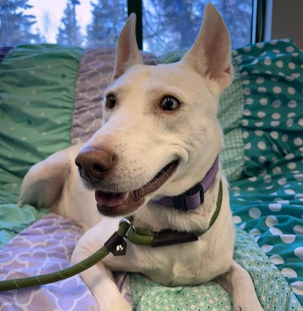 Enlarge TEMARI, a Adoptable mixed breed in Anchorage, AK image 1/1