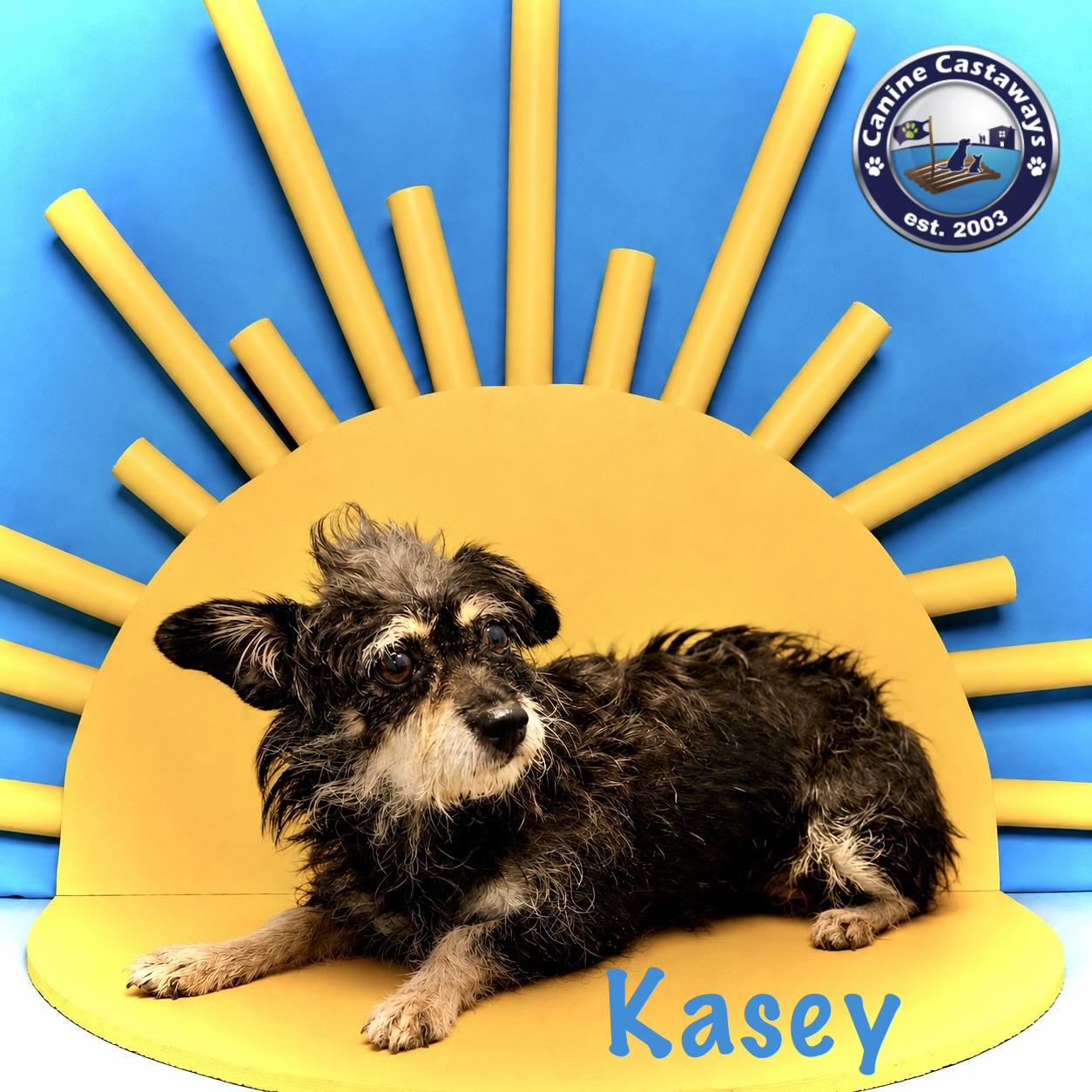 Kasey, a ADOPTABLE mixed breed in Arcadia, FL image 3/3