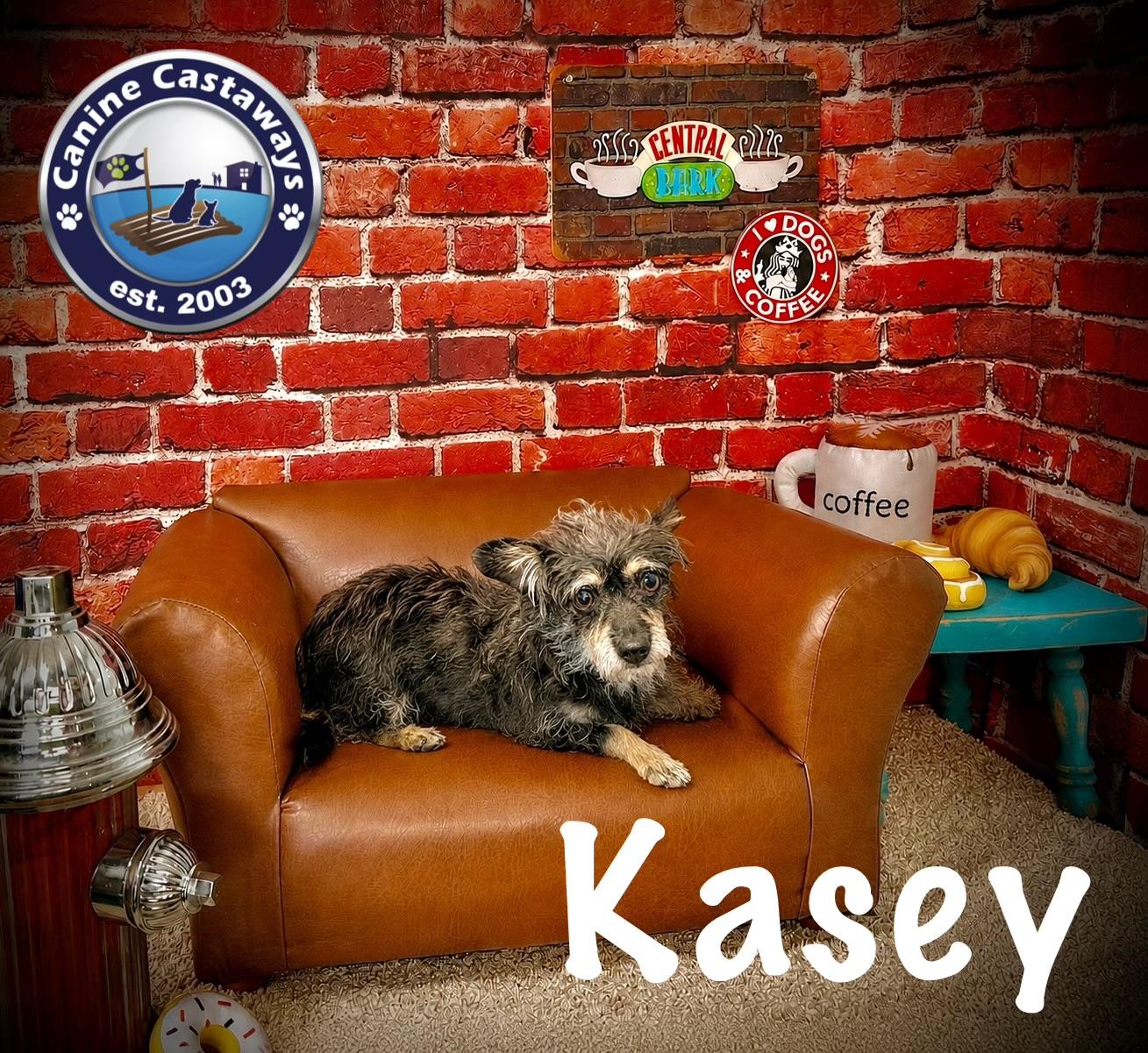 Kasey, a ADOPTABLE mixed breed in Arcadia, FL image 2/3