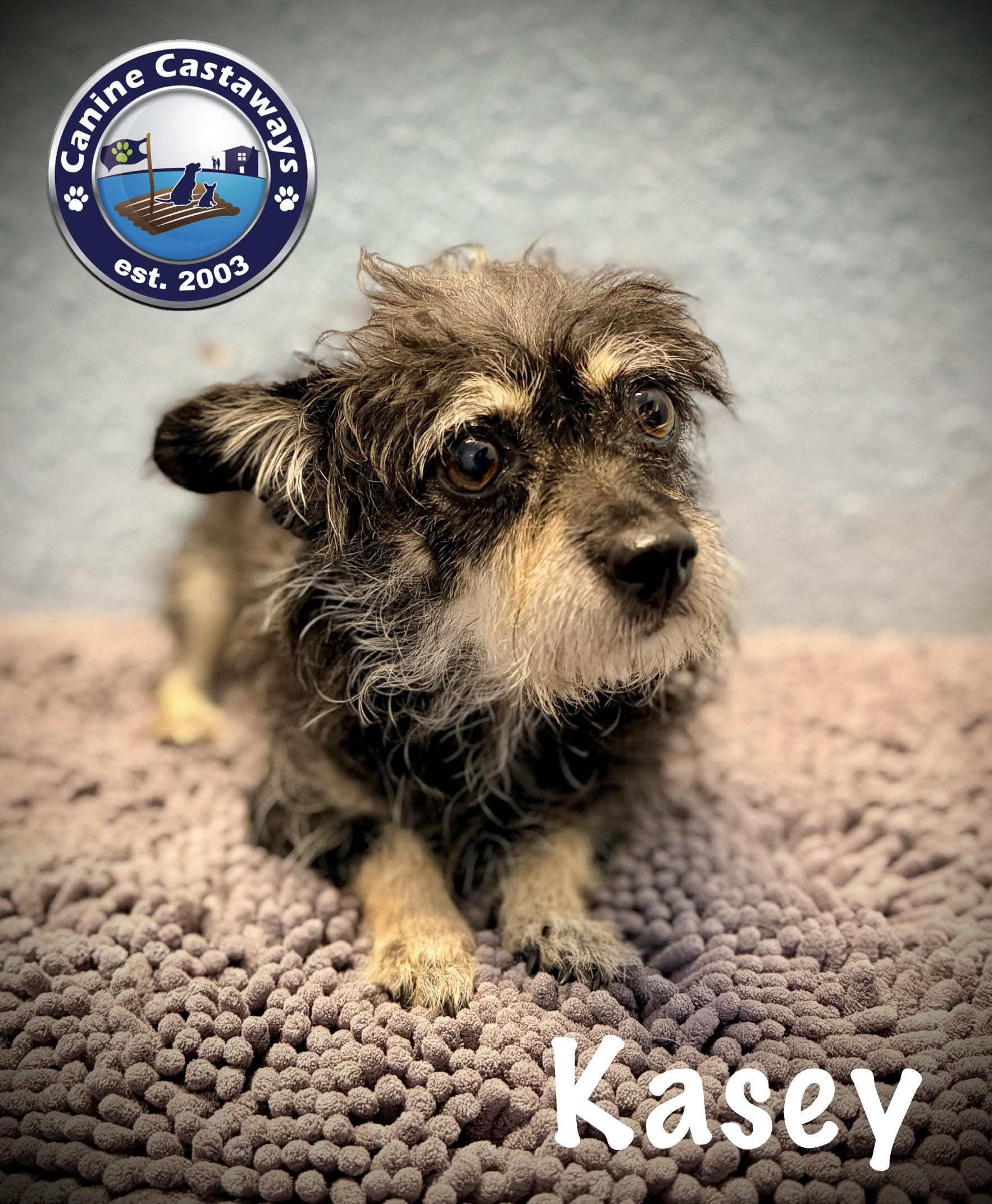 Kasey, a ADOPTABLE mixed breed in Arcadia, FL image 1/3