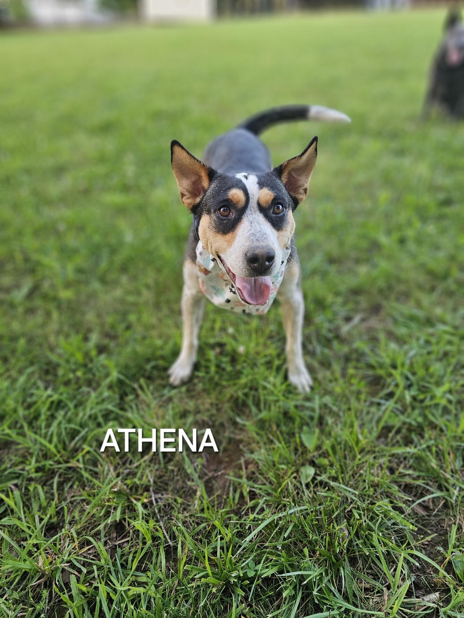 Athena