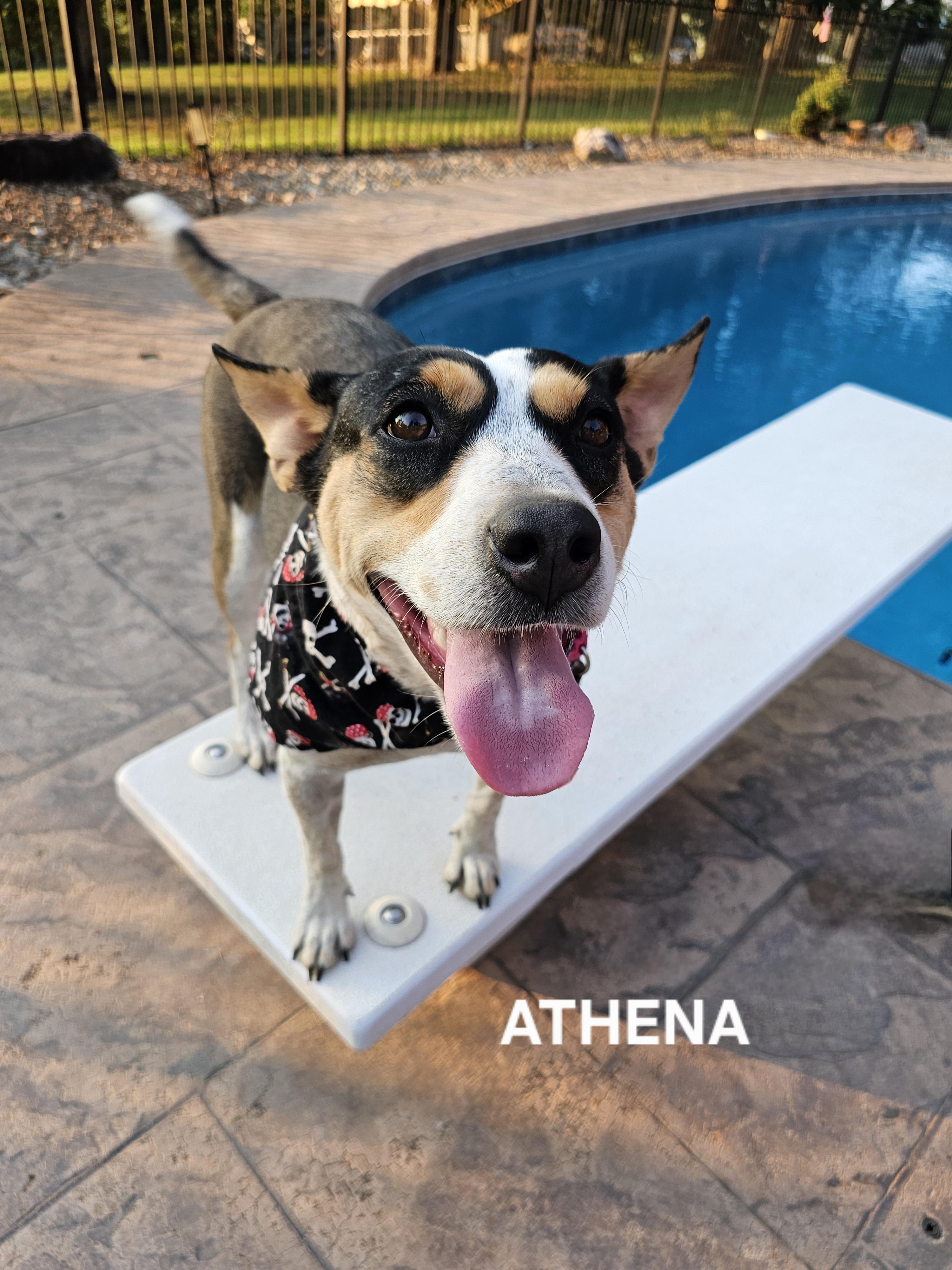 Athena, a Adoptable Australian Cattle Dog / Blue Heeler in Maryville, TN image 1/4