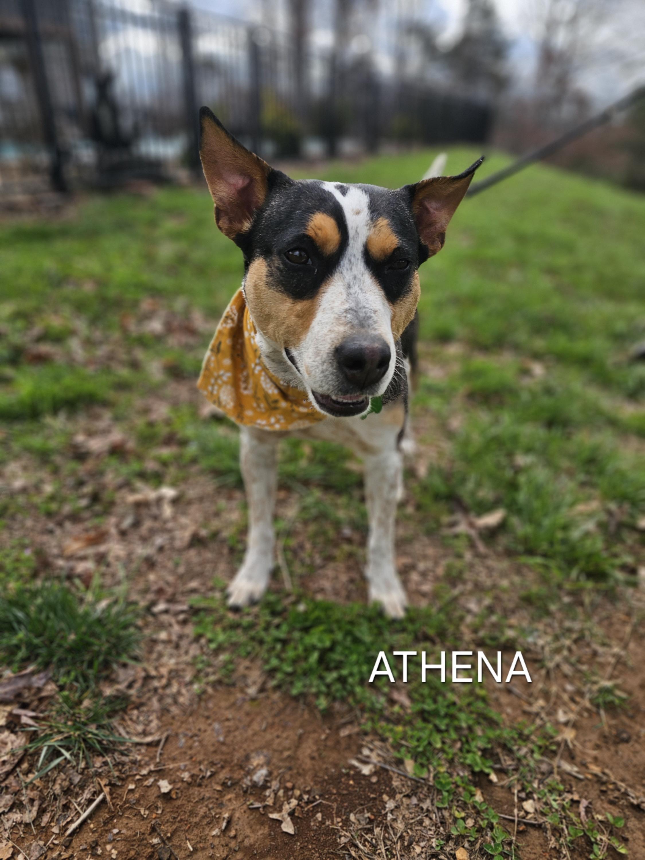 Athena photo 4