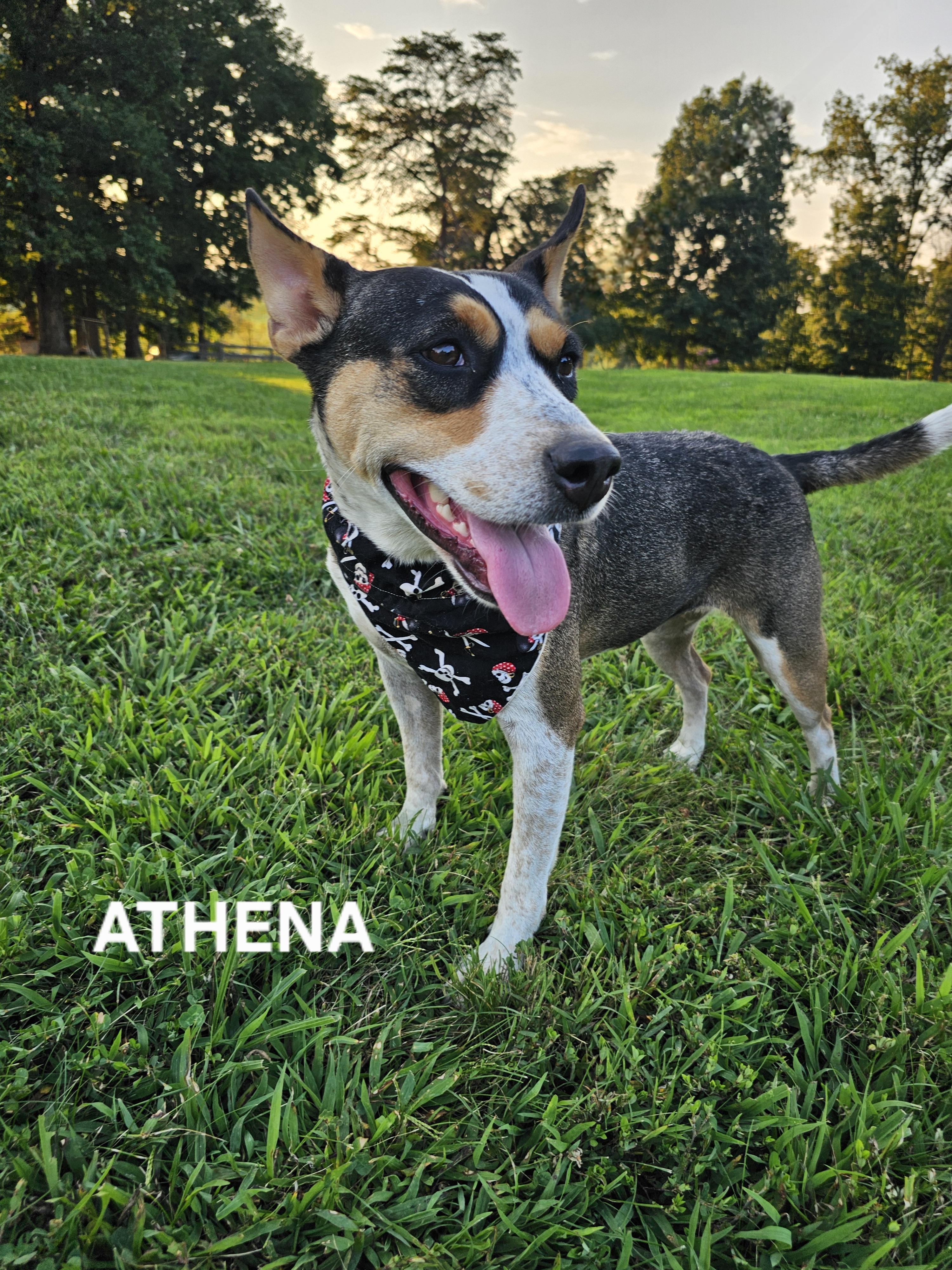 Athena, a Adoptable Australian Cattle Dog / Blue Heeler in Maryville, TN image 4/4