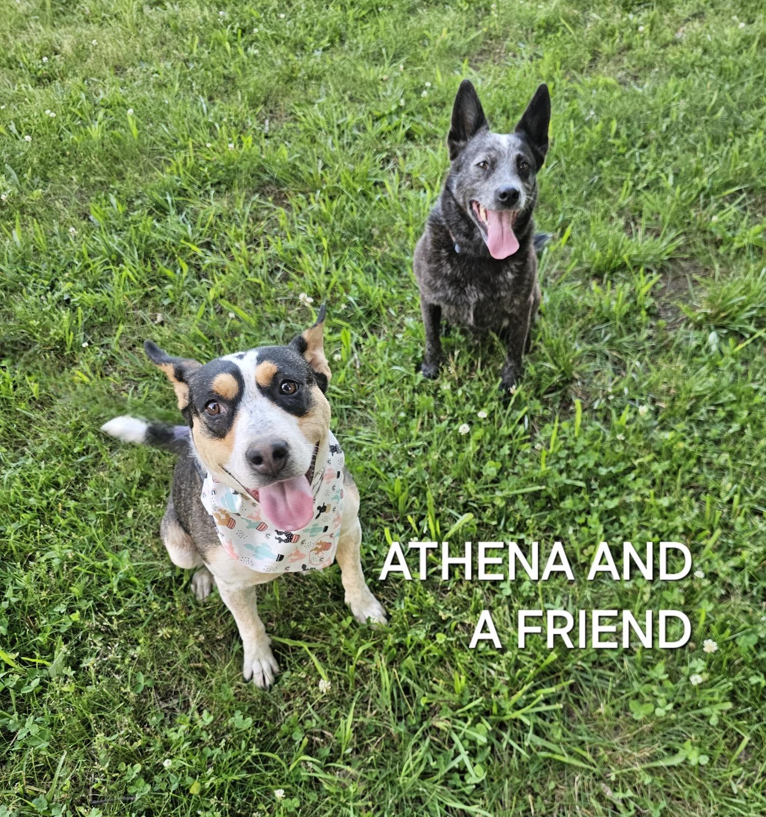 Athena, a Adoptable Australian Cattle Dog / Blue Heeler in Maryville, TN image 2/4